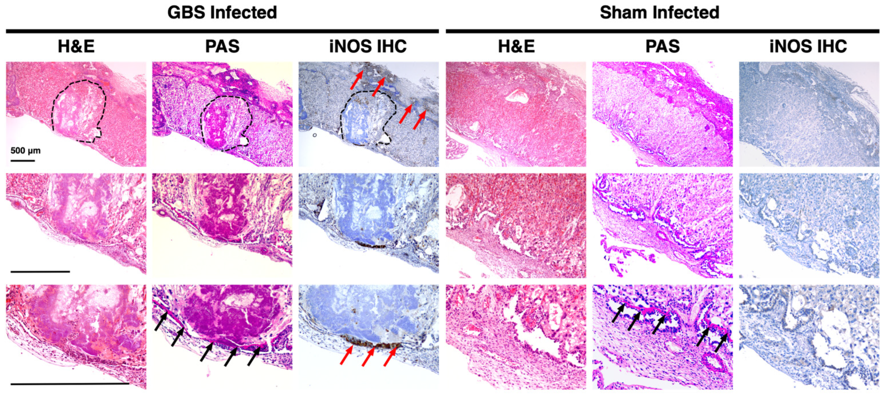 Pathogens 11 01115 g003