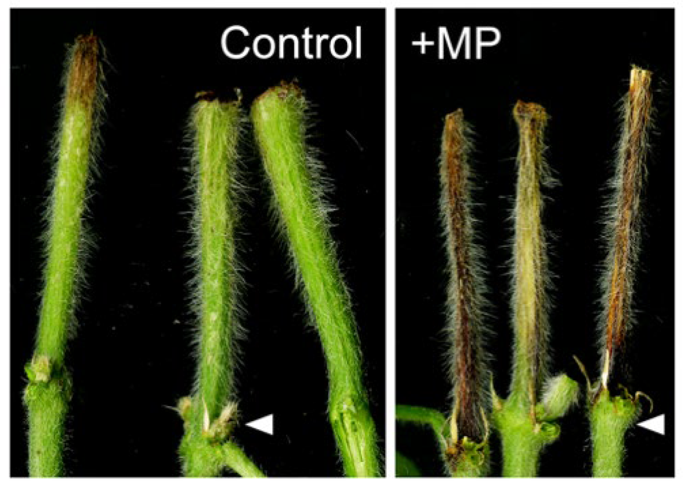 Pathogens 11 01117 g001
