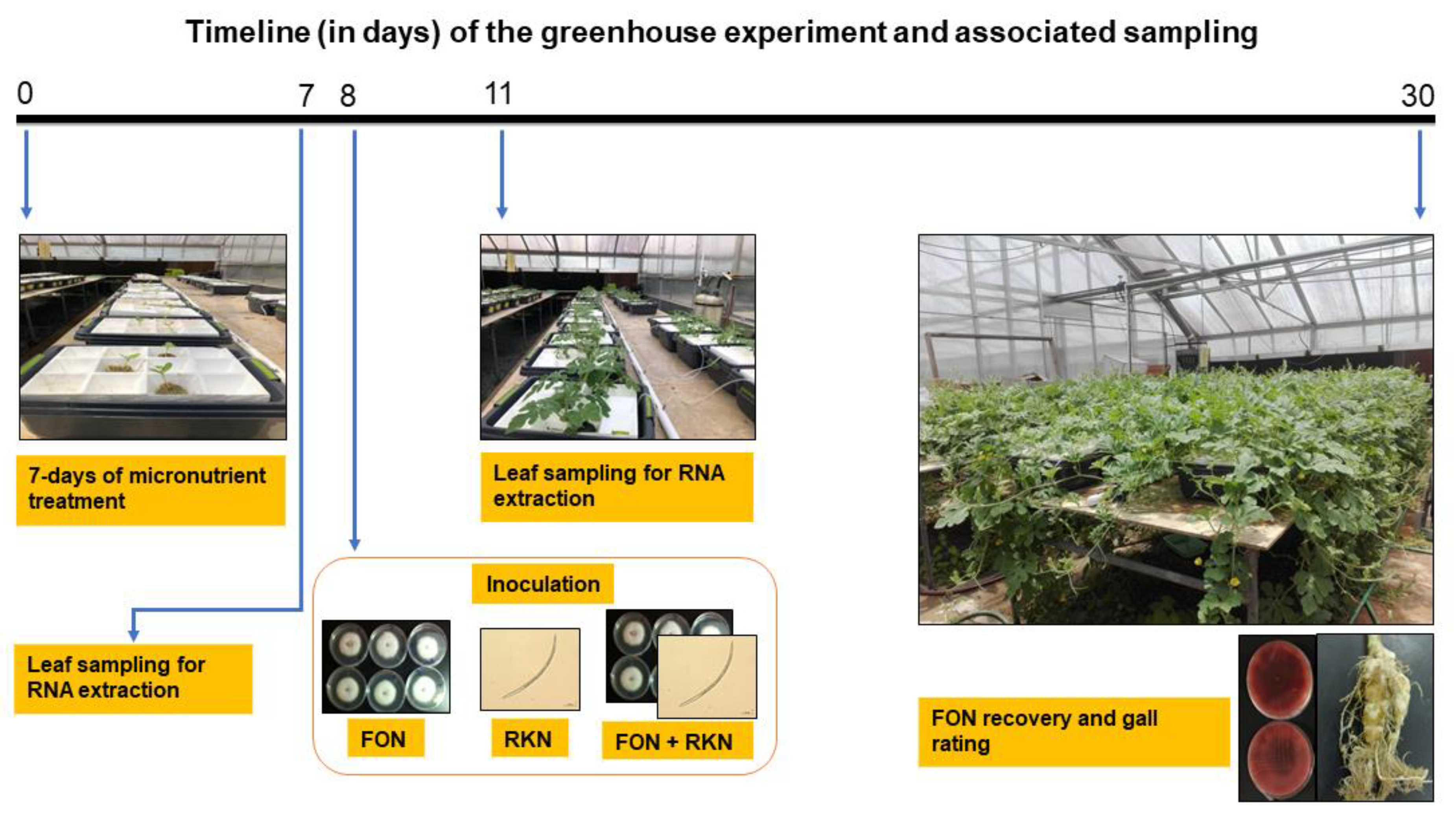 Pathogens 11 01136 g001