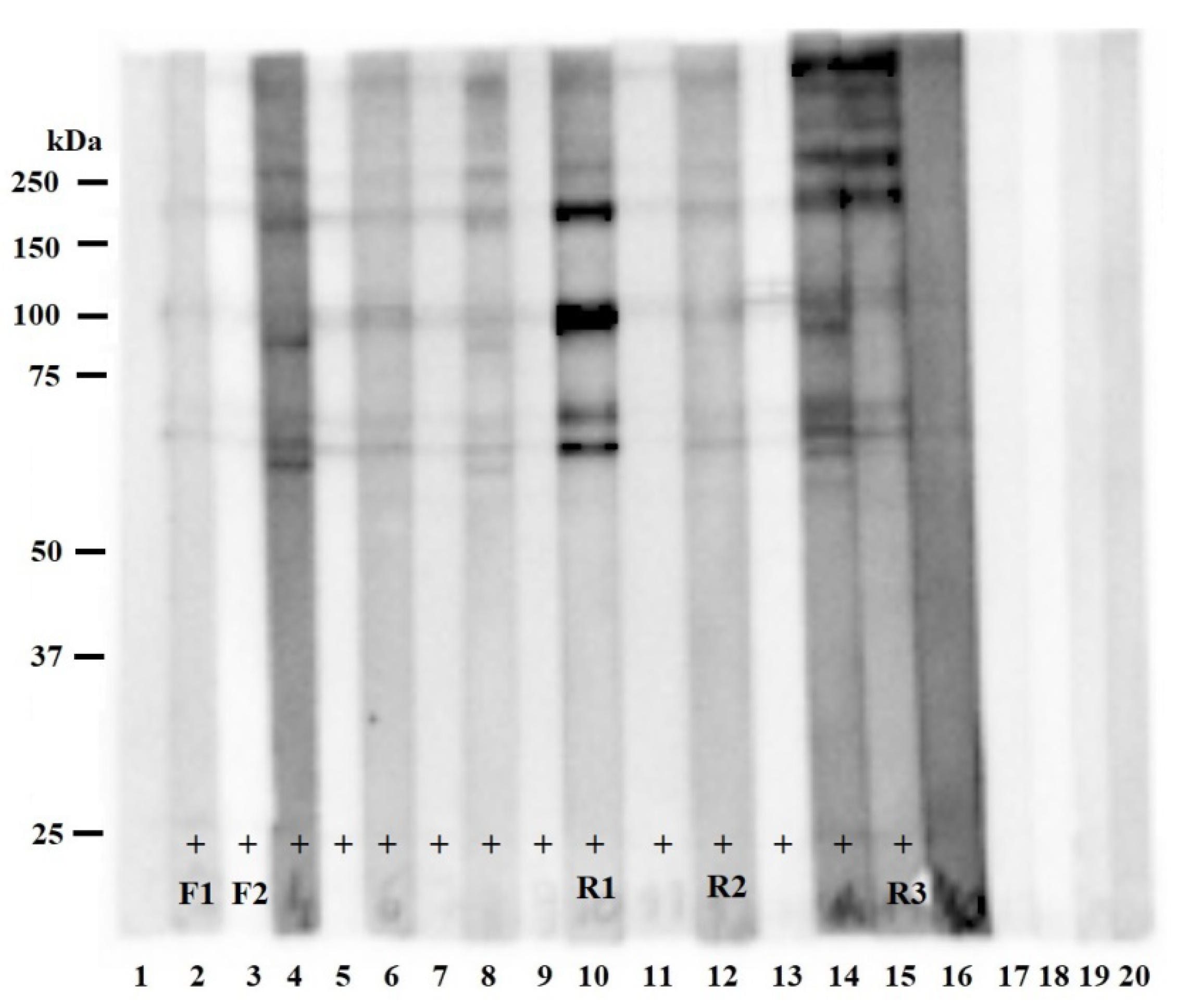 Pathogens 11 01155 g001