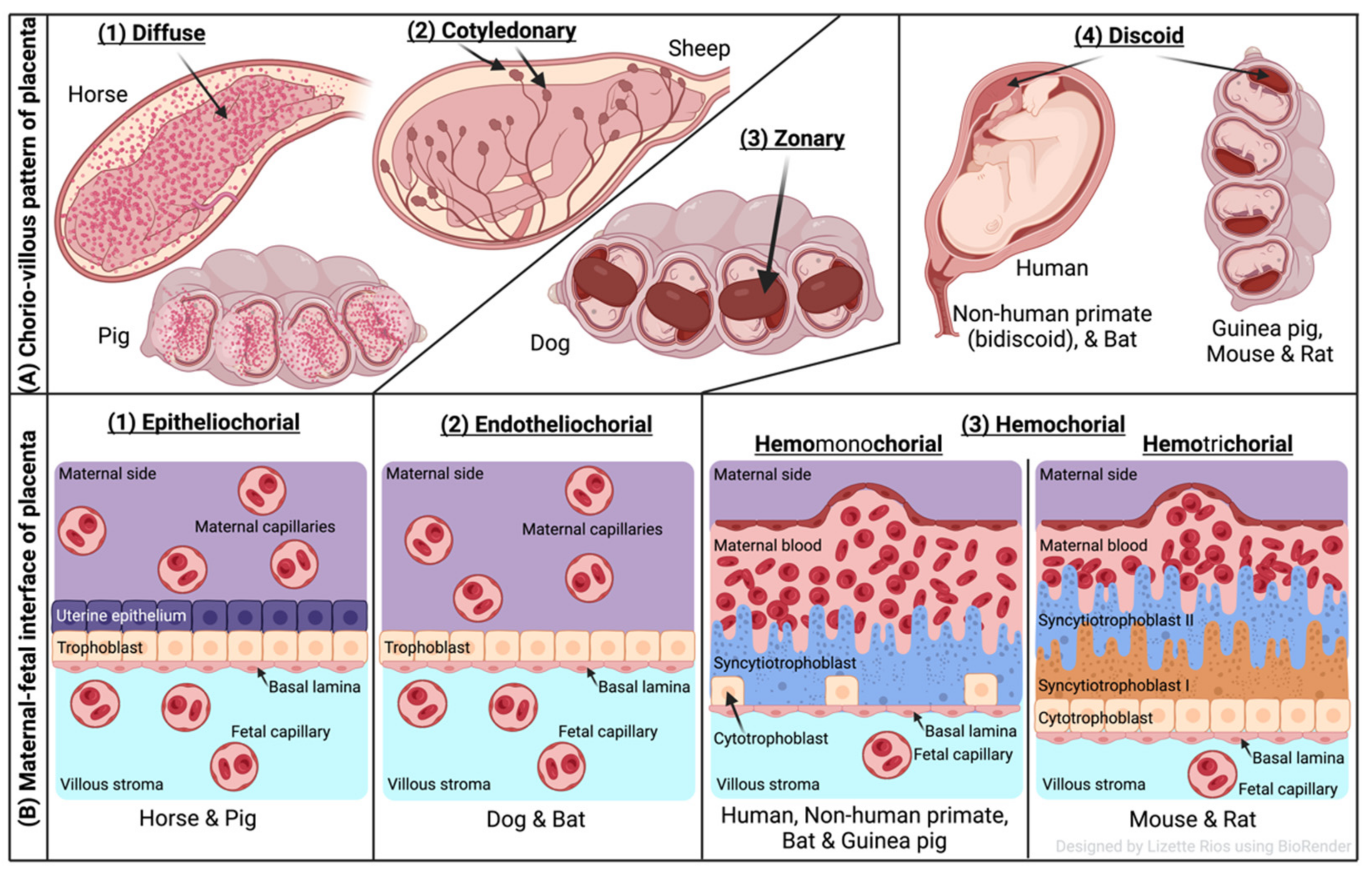 Pathogens 11 01172 g001
