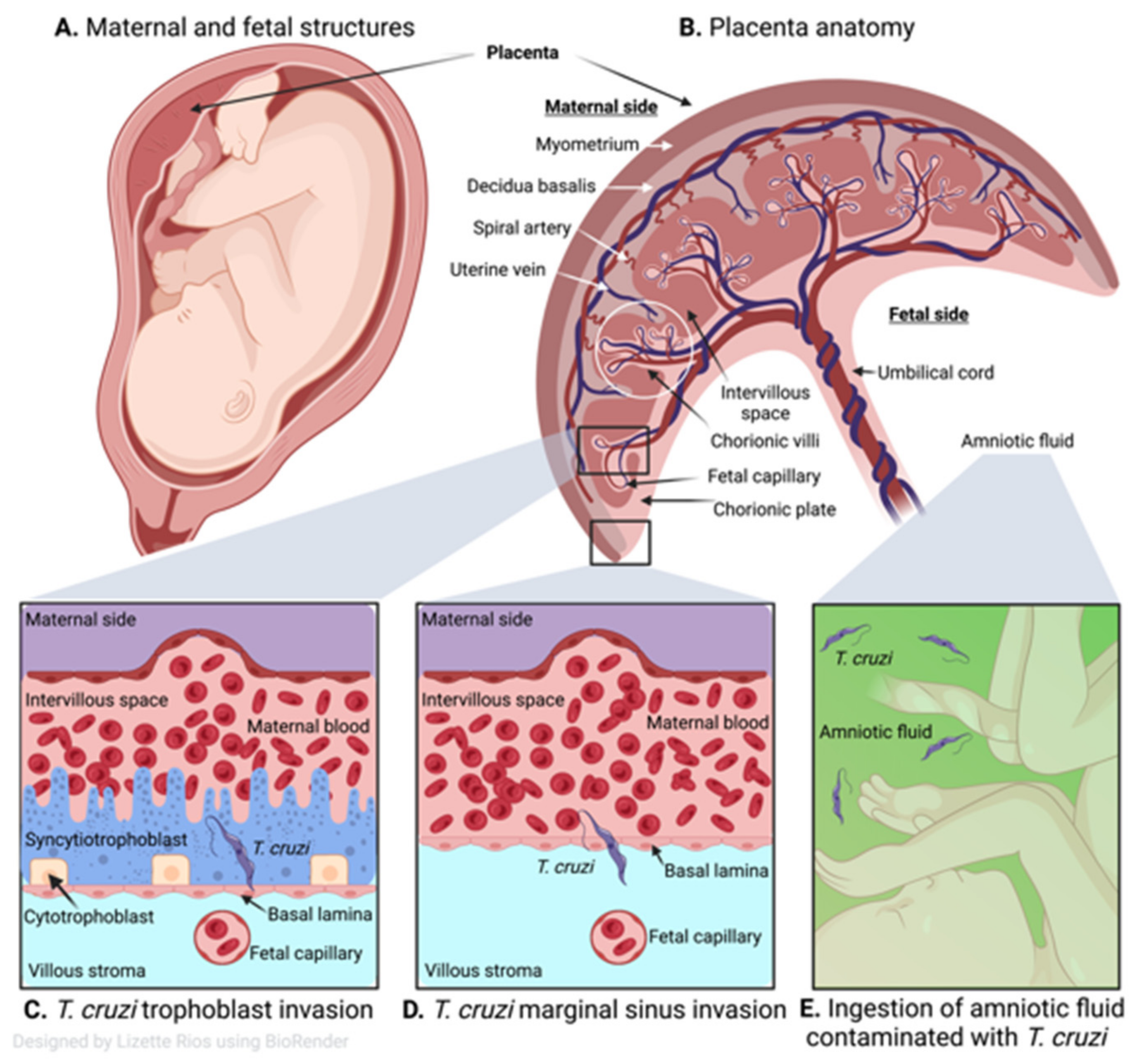 Pathogens 11 01172 g002