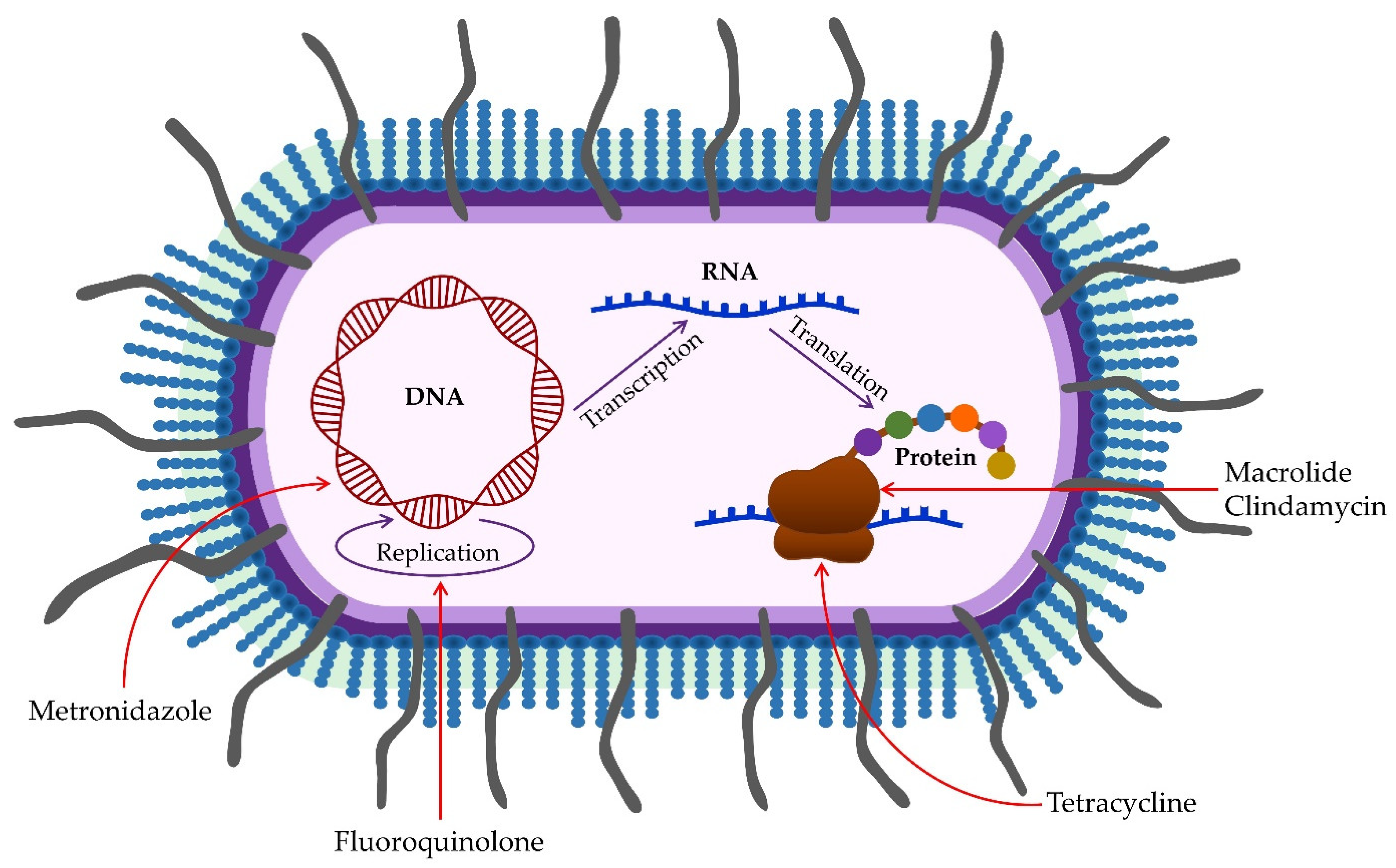 Pathogens 11 01173 g002 Pathogens 11 01173 g002