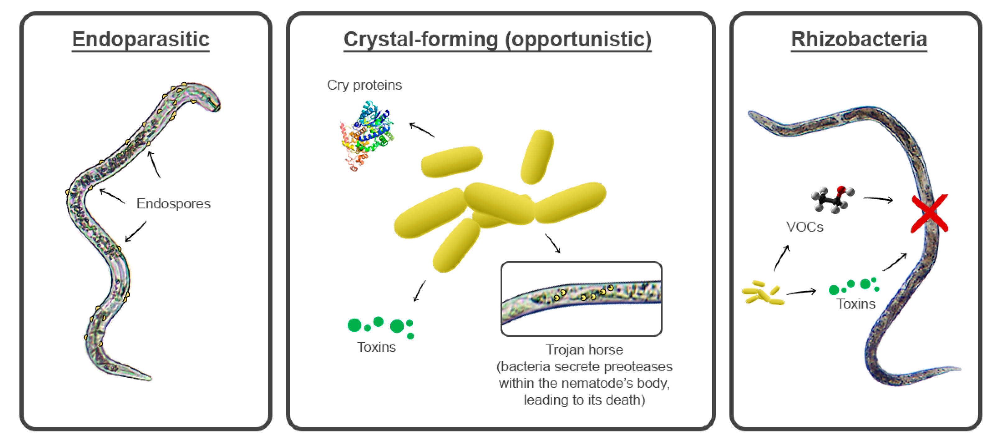 Pathogens 11 01178 g002