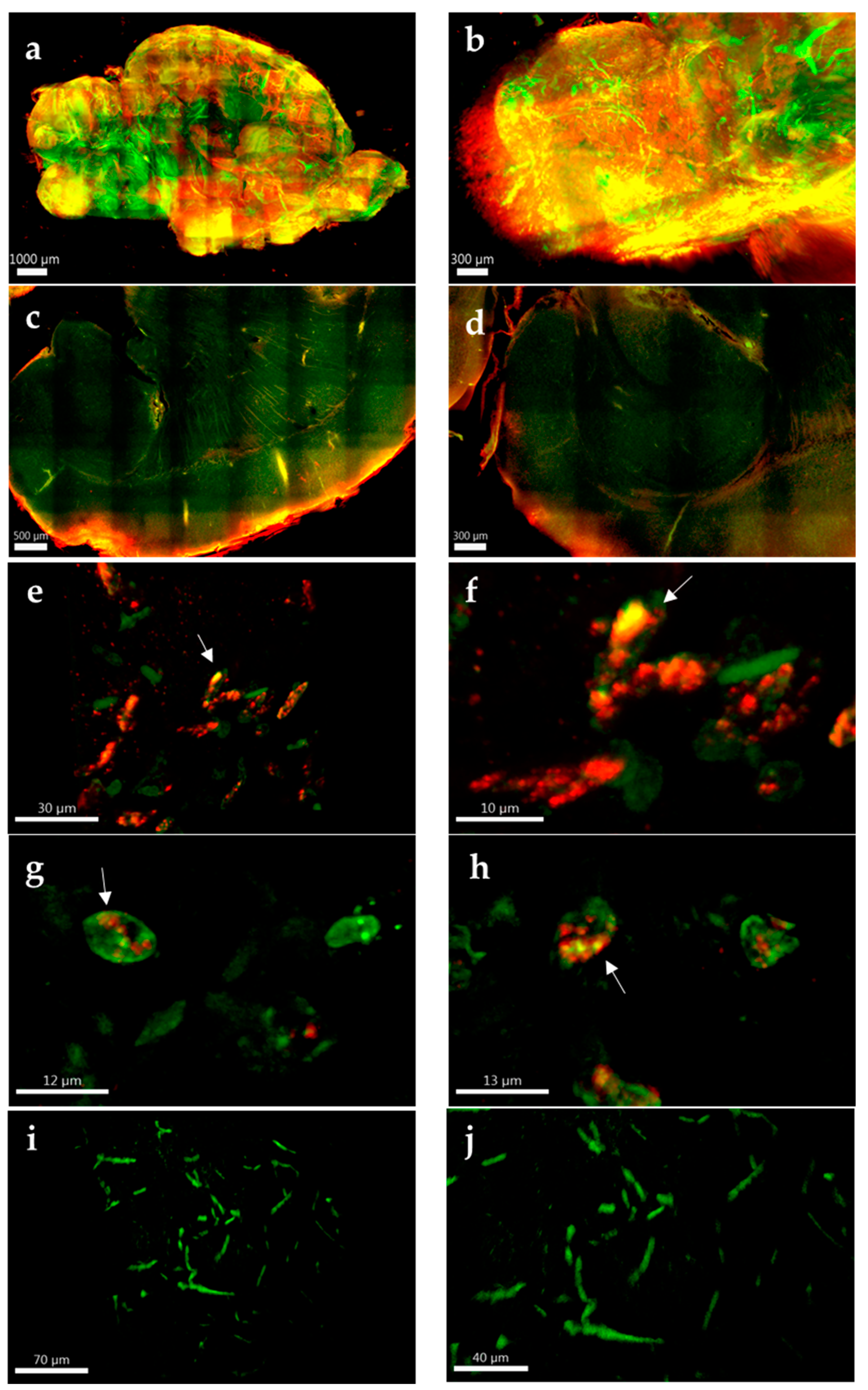 Pathogens 11 01218 g006