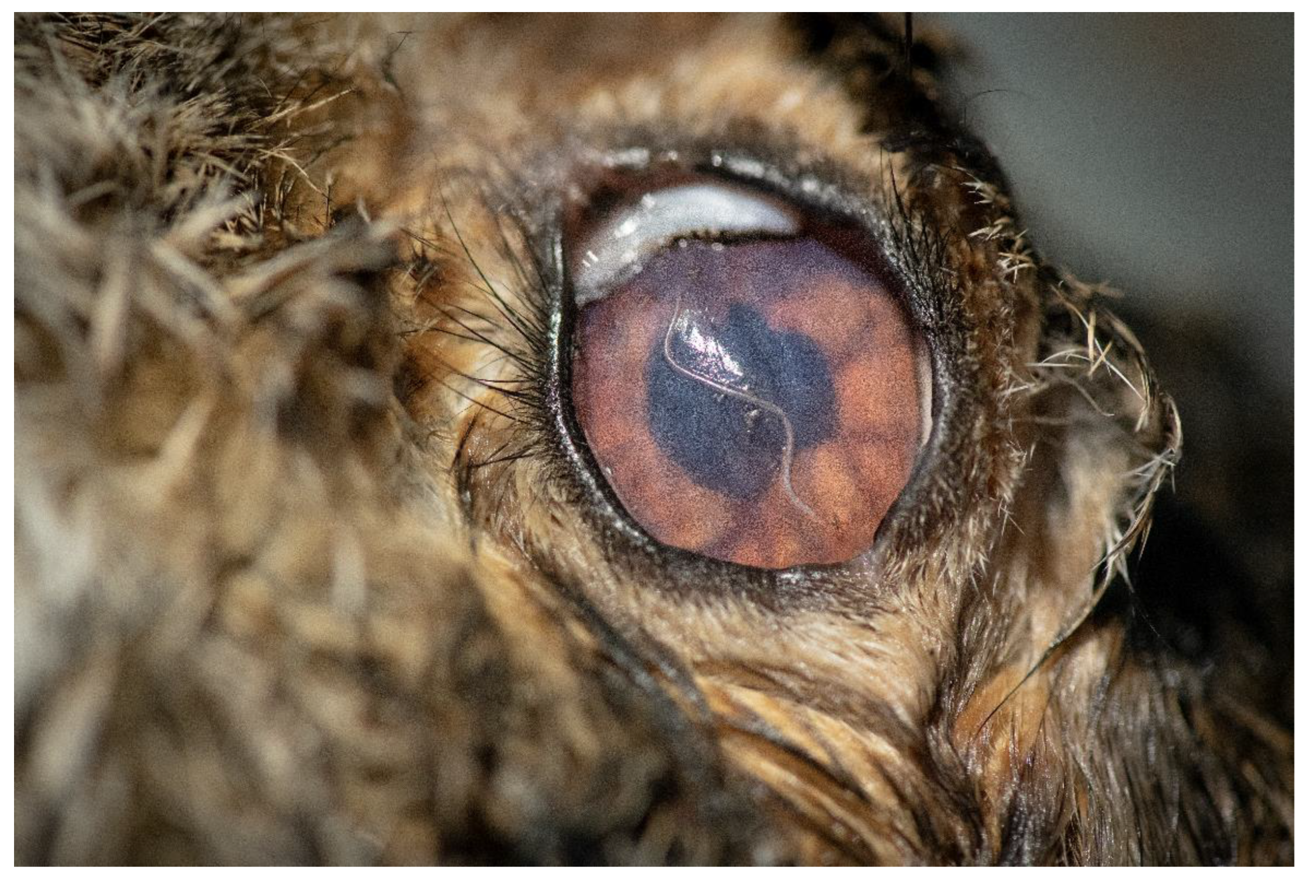 Pathogens 11 01225 g002