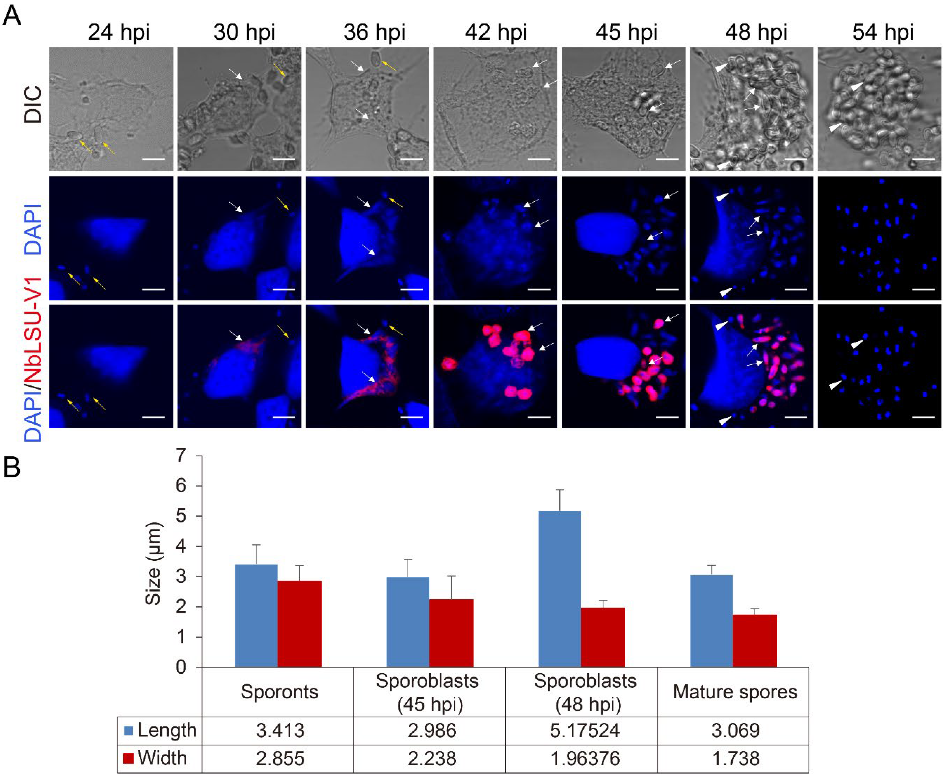 Pathogens 11 01352 g002