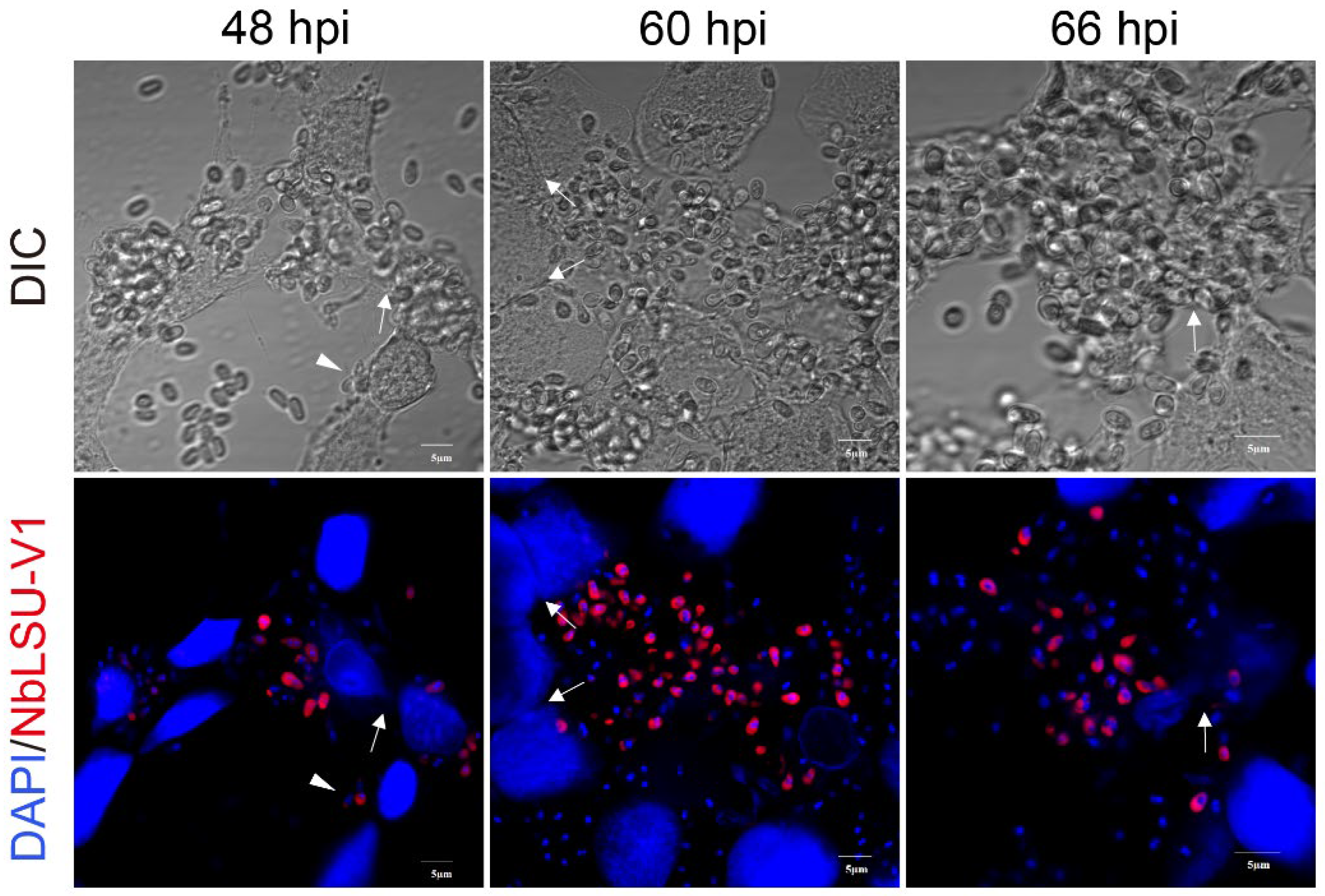 Pathogens 11 01352 g003