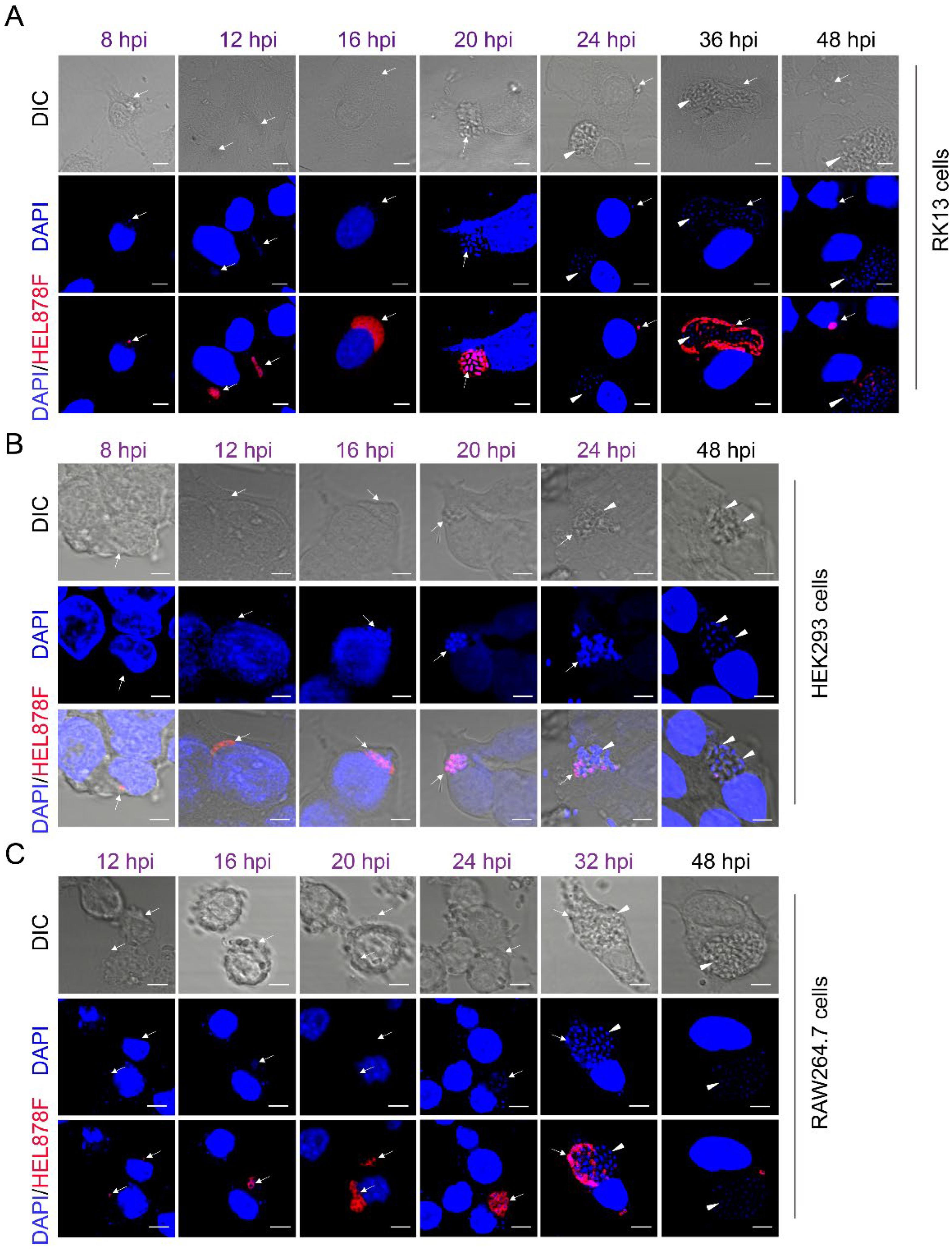 Pathogens 11 01352 g004