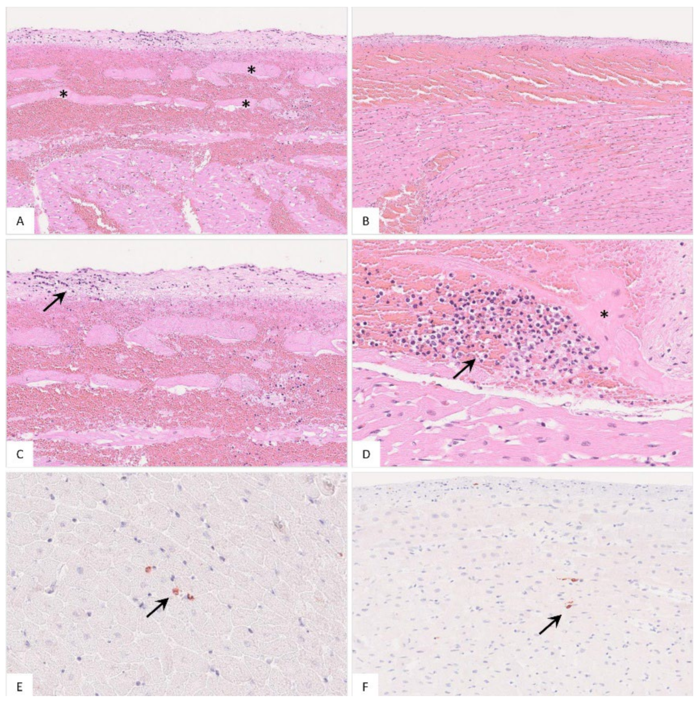 Pathogens 11 01386 g009 Pathogens 11 01386 g009