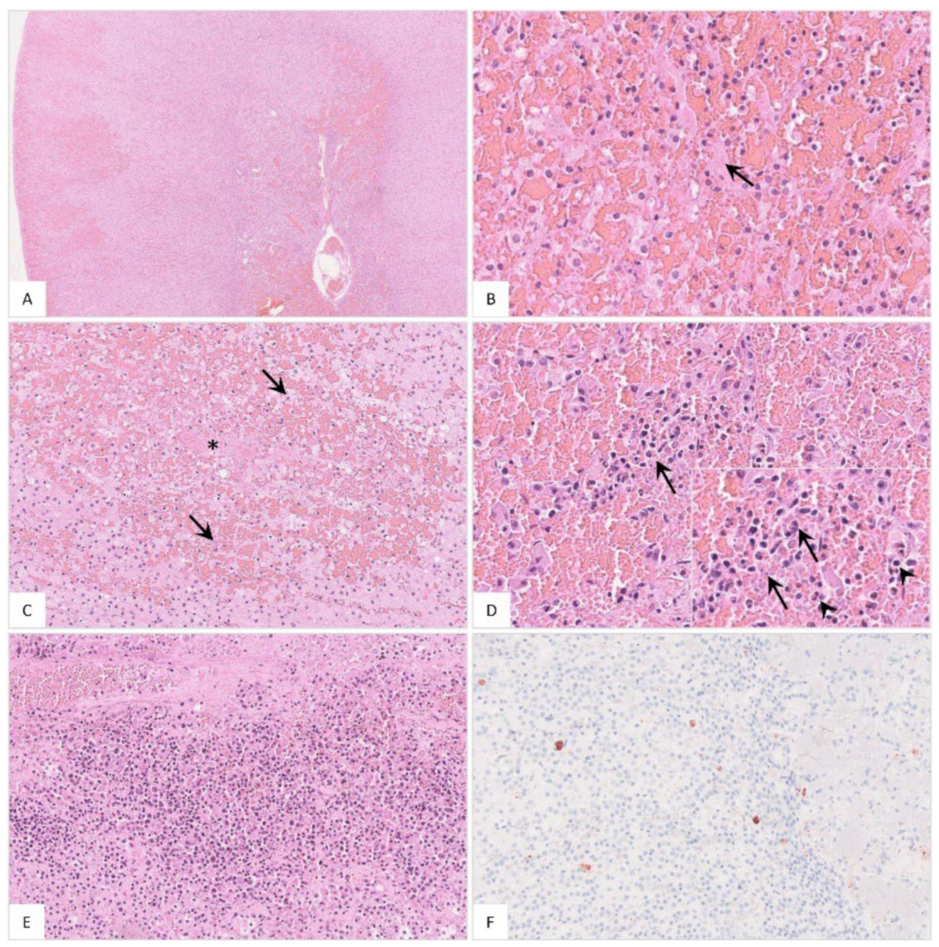 Pathogens 11 01386 g016 Pathogens 11 01386 g016