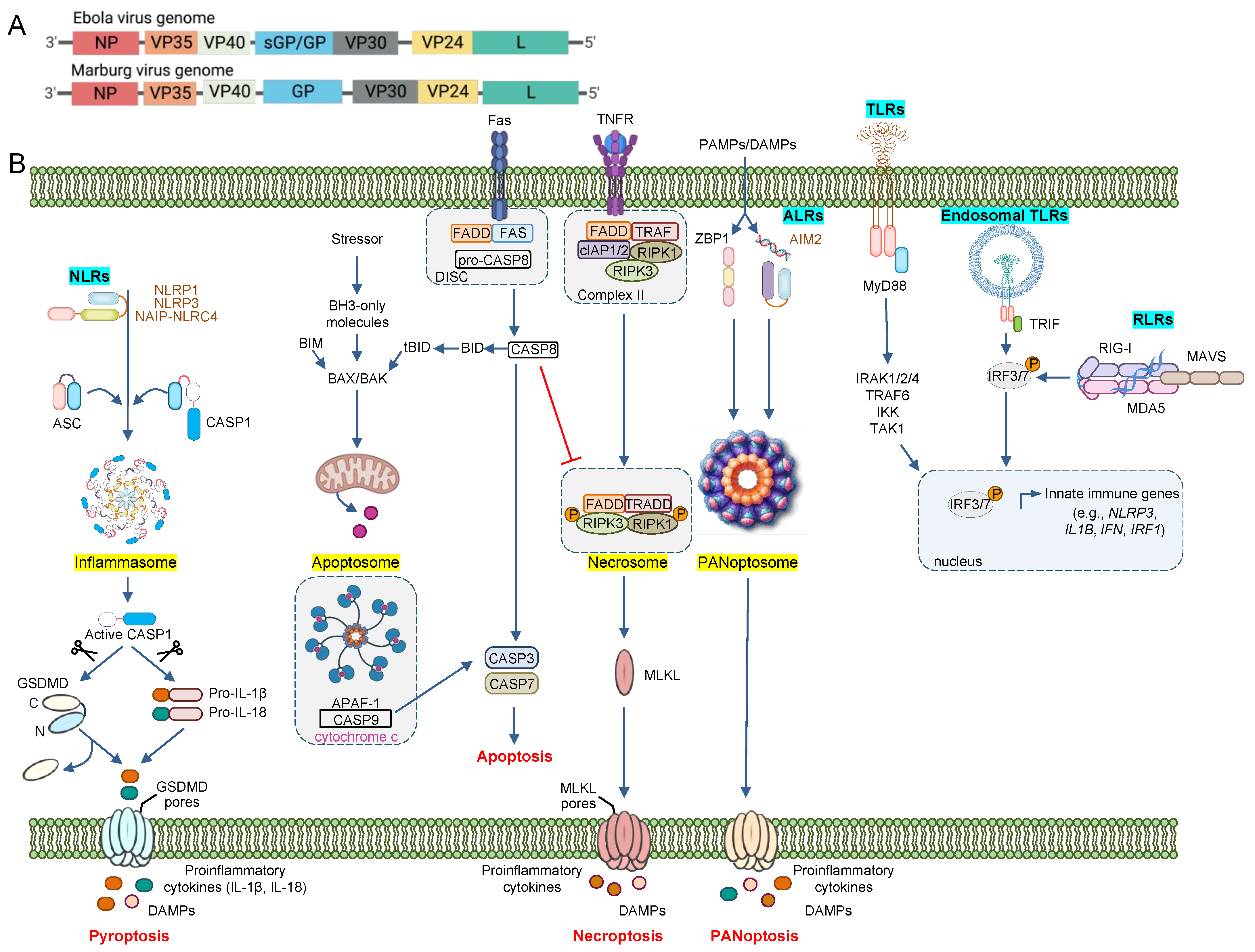 Pathogens 11 01400 g001 Pathogens 11 01400 g001
