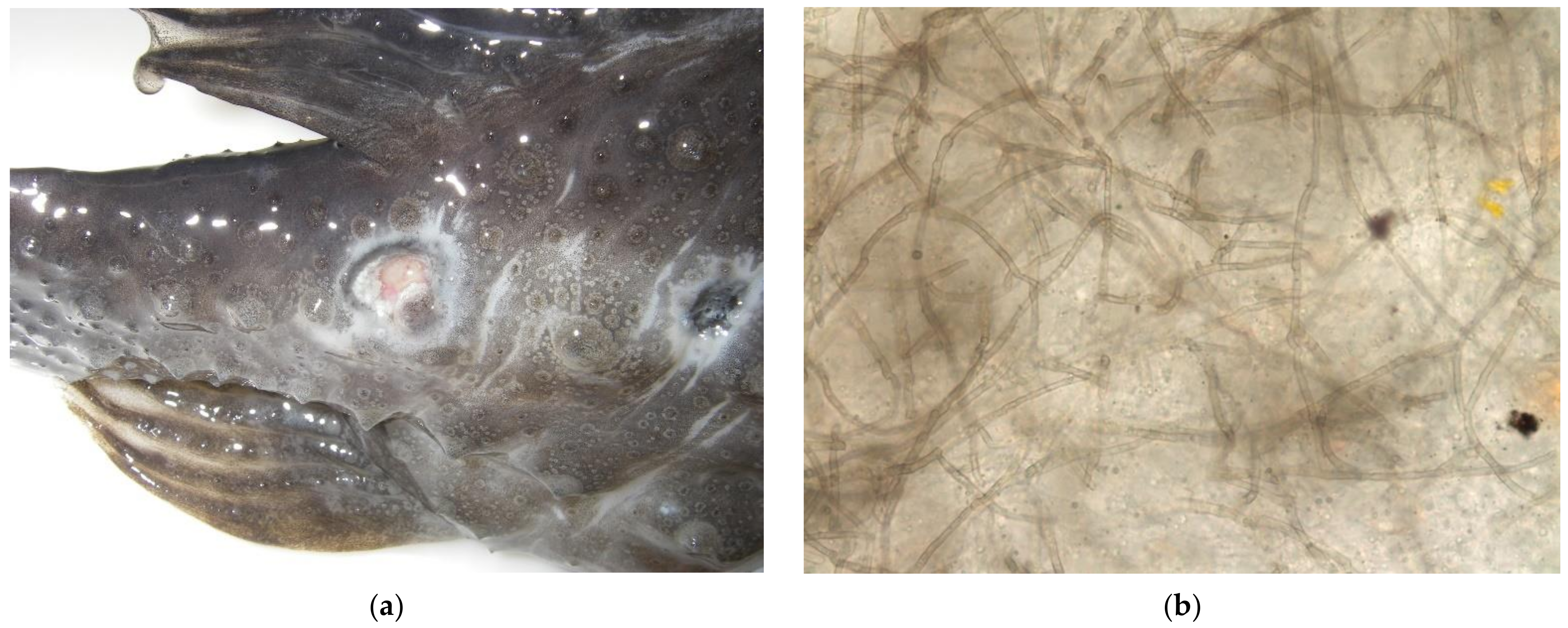 Pathogens 11 01401 g001a Pathogens 11 01401 g001a