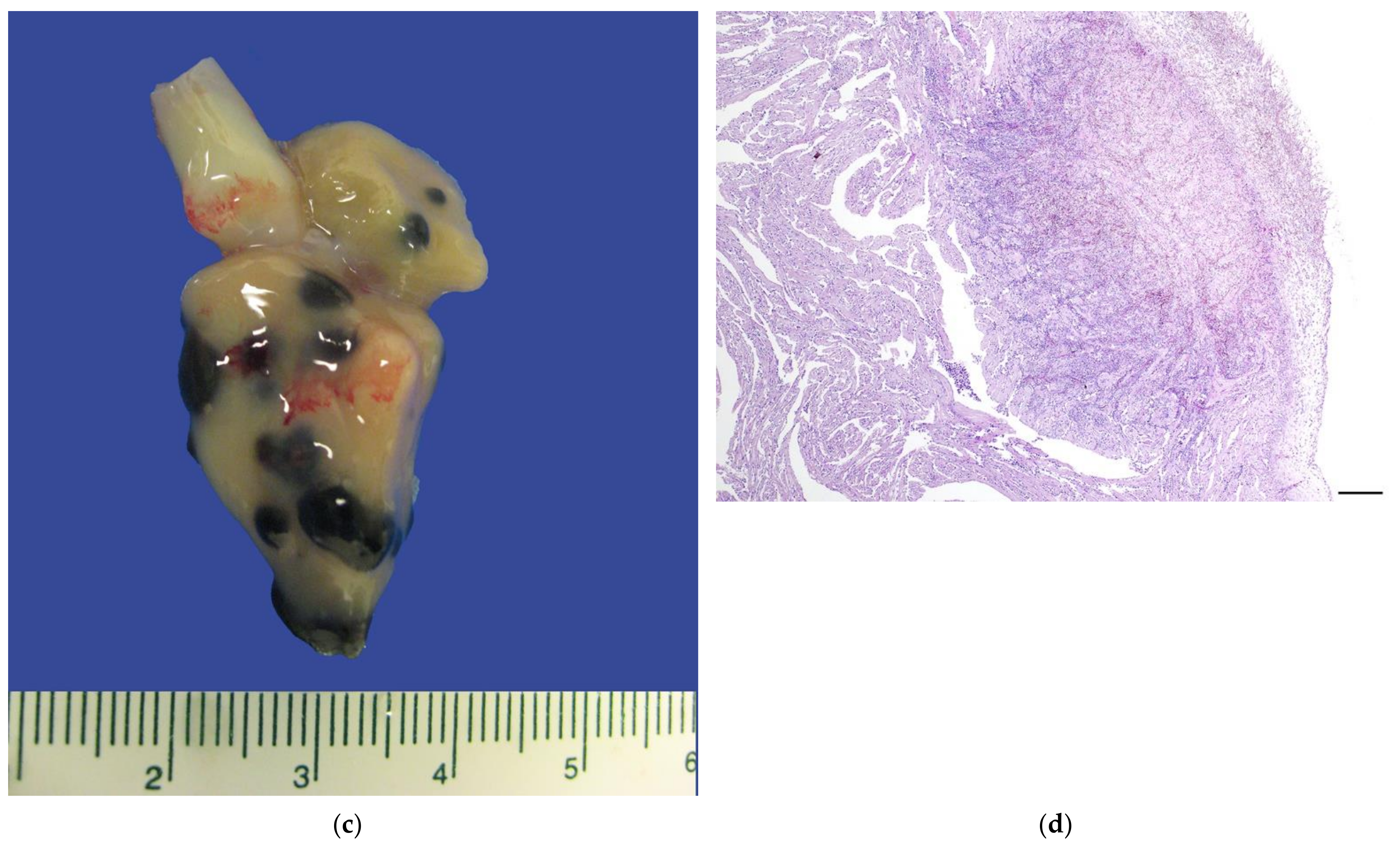 Pathogens 11 01401 g001b Pathogens 11 01401 g001b