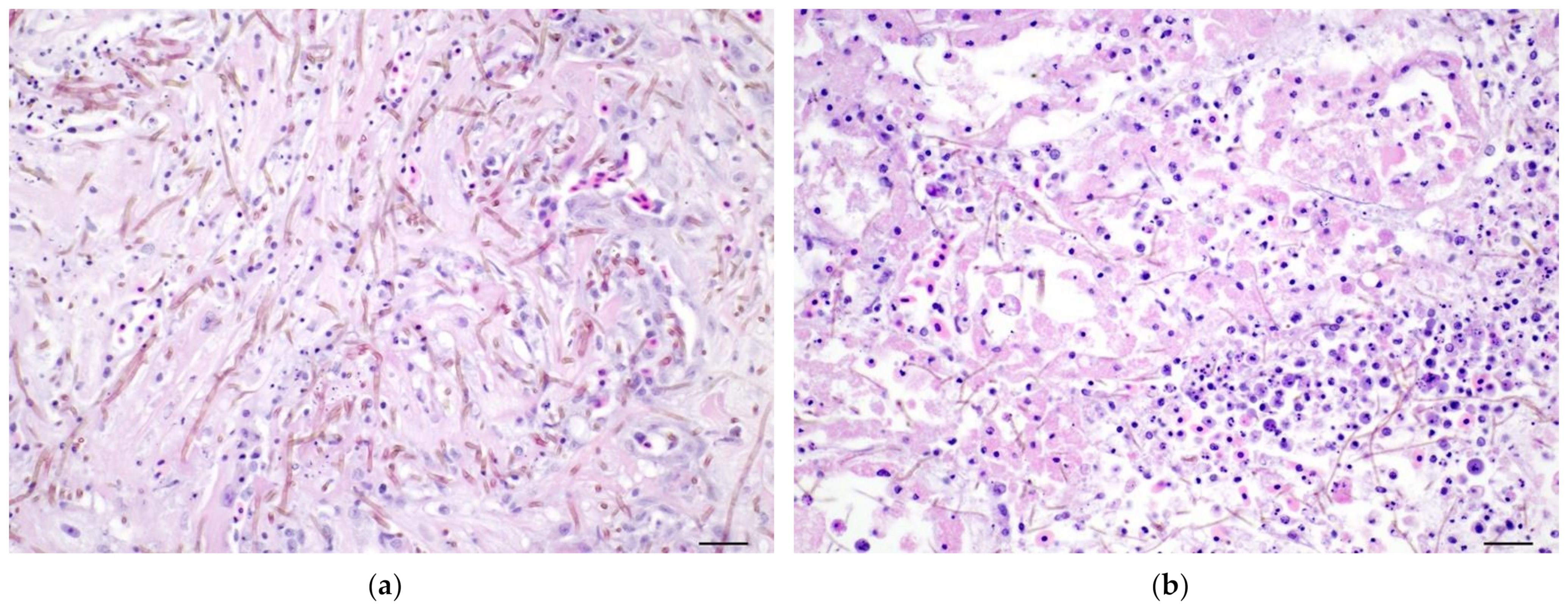 Pathogens 11 01401 g002 Pathogens 11 01401 g002