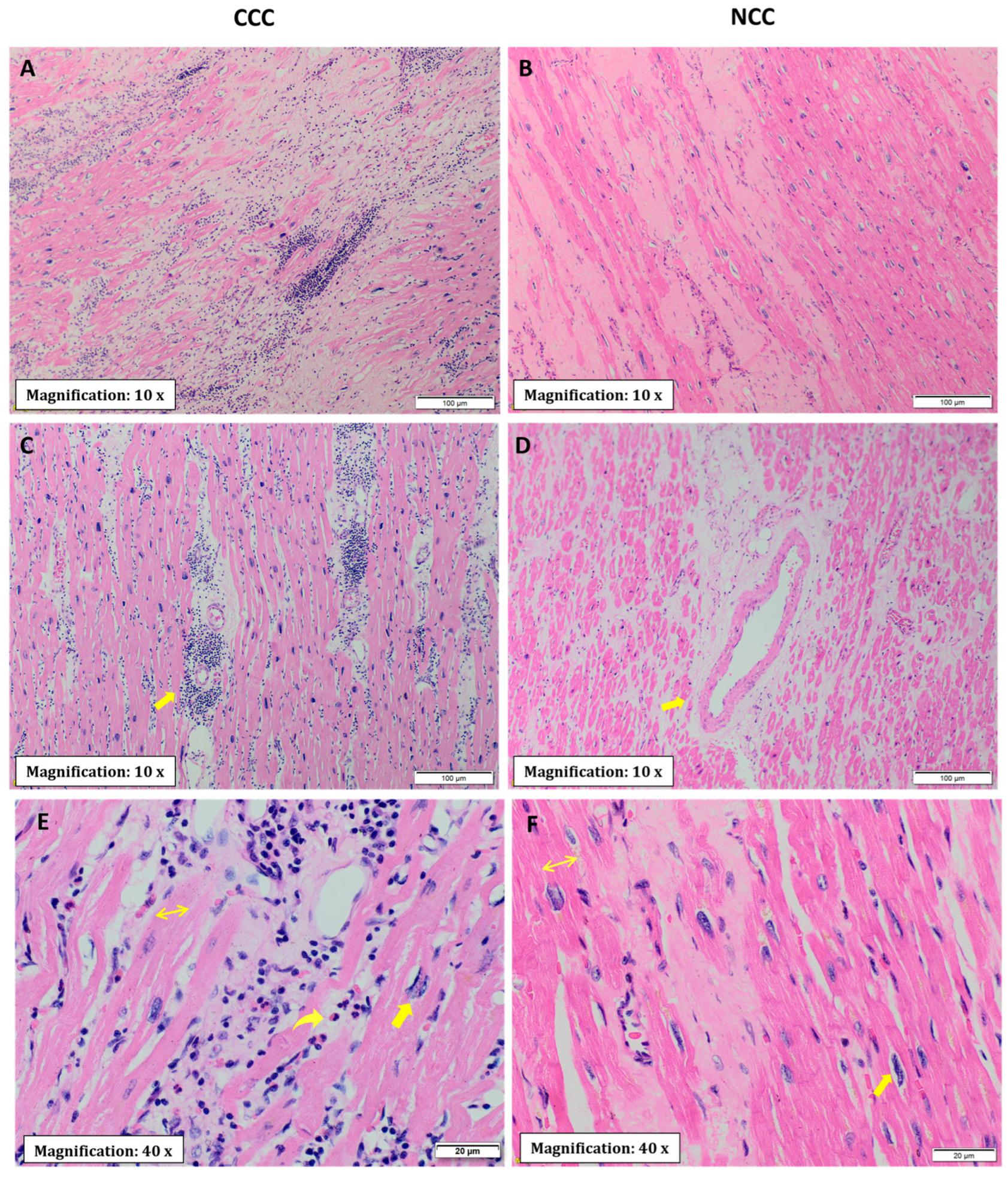 Pathogens 11 01402 g002