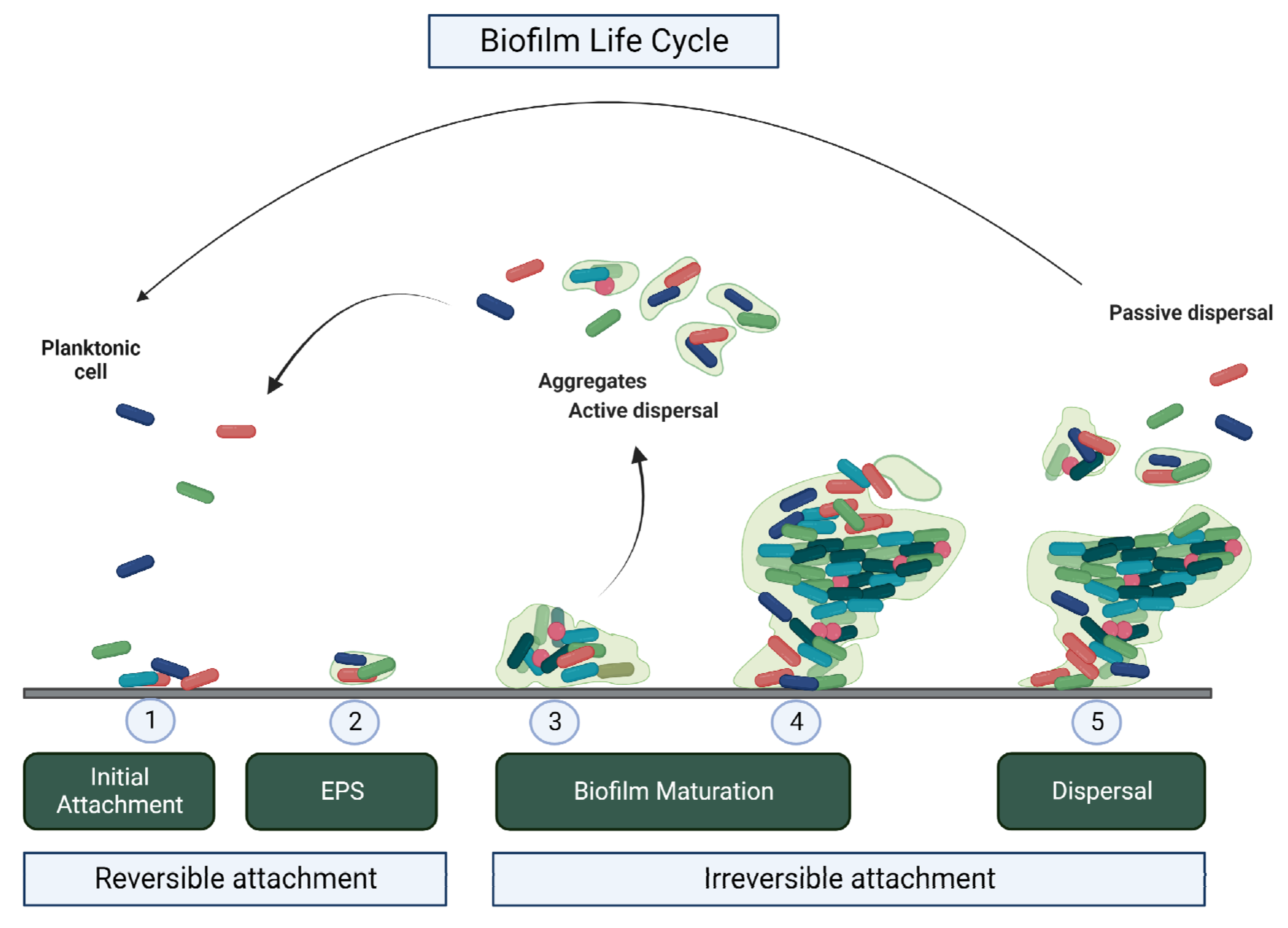 Pathogens 11 01416 g001