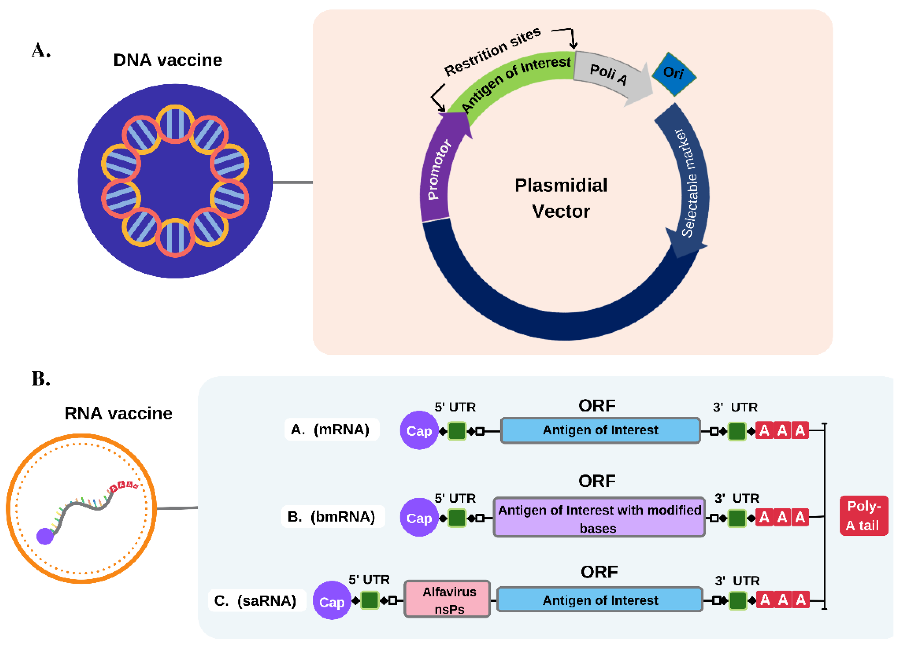 Pathogens 11 01444 g001