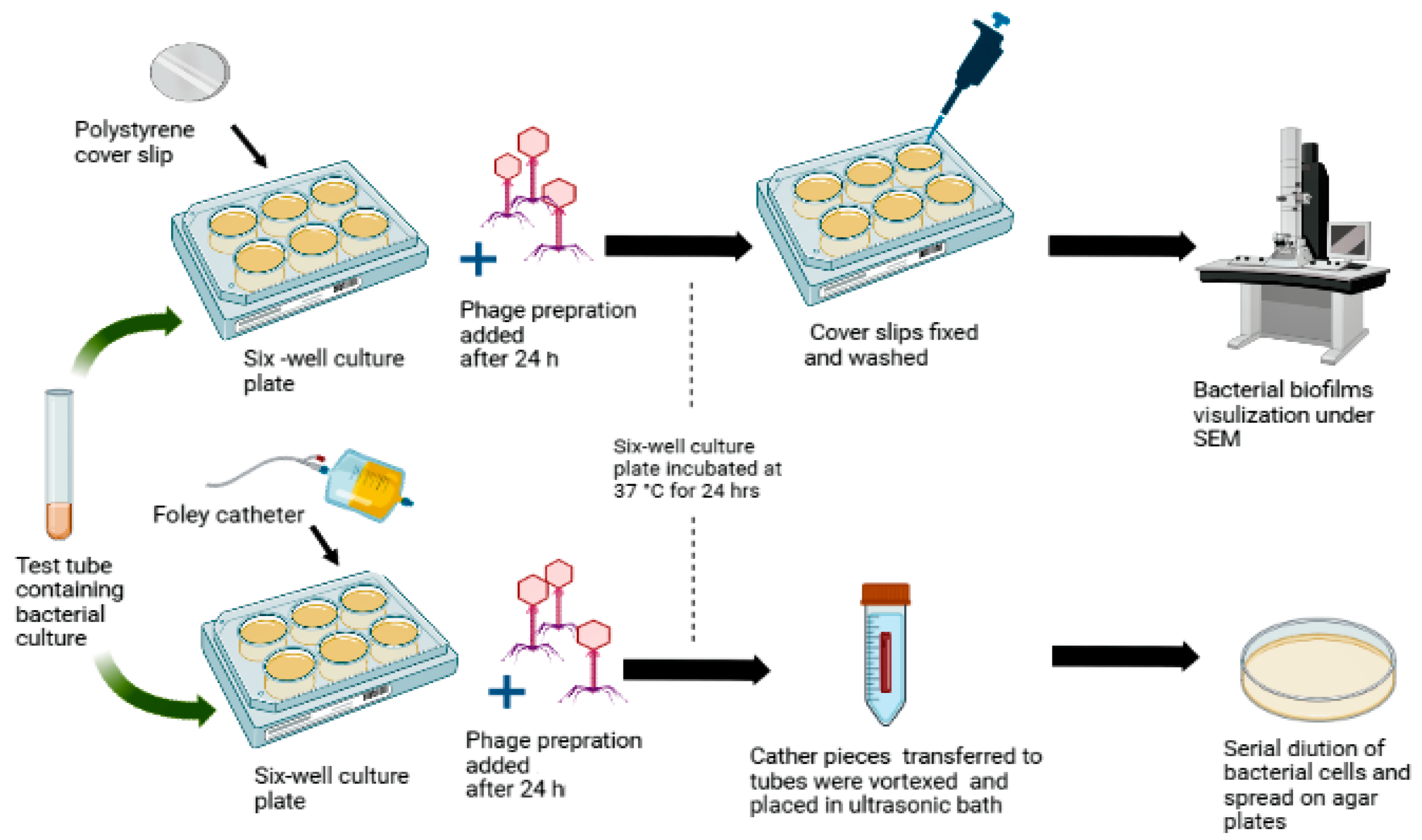 Pathogens 11 01448 g001 Pathogens 11 01448 g001