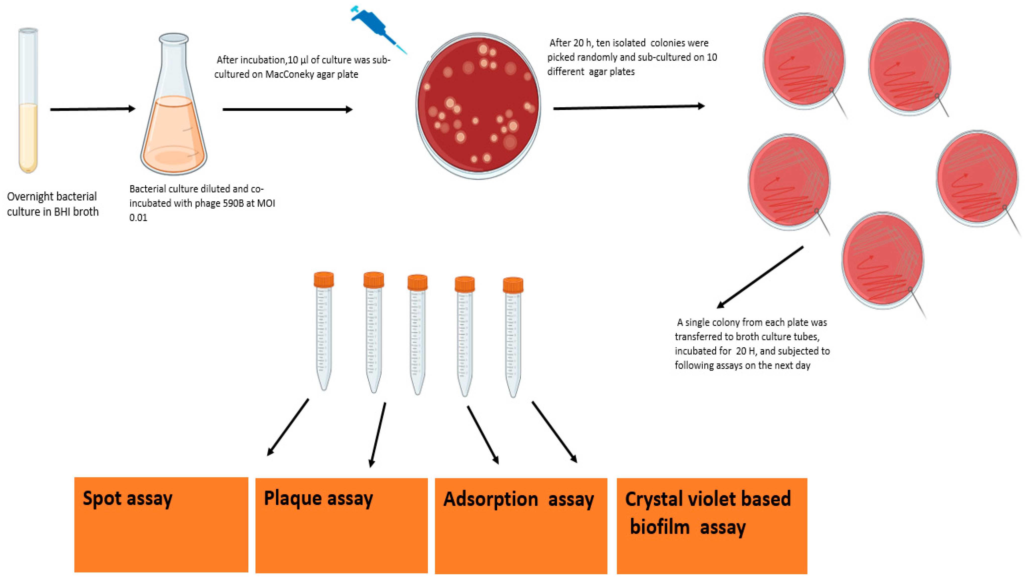 Pathogens 11 01448 g002 Pathogens 11 01448 g002