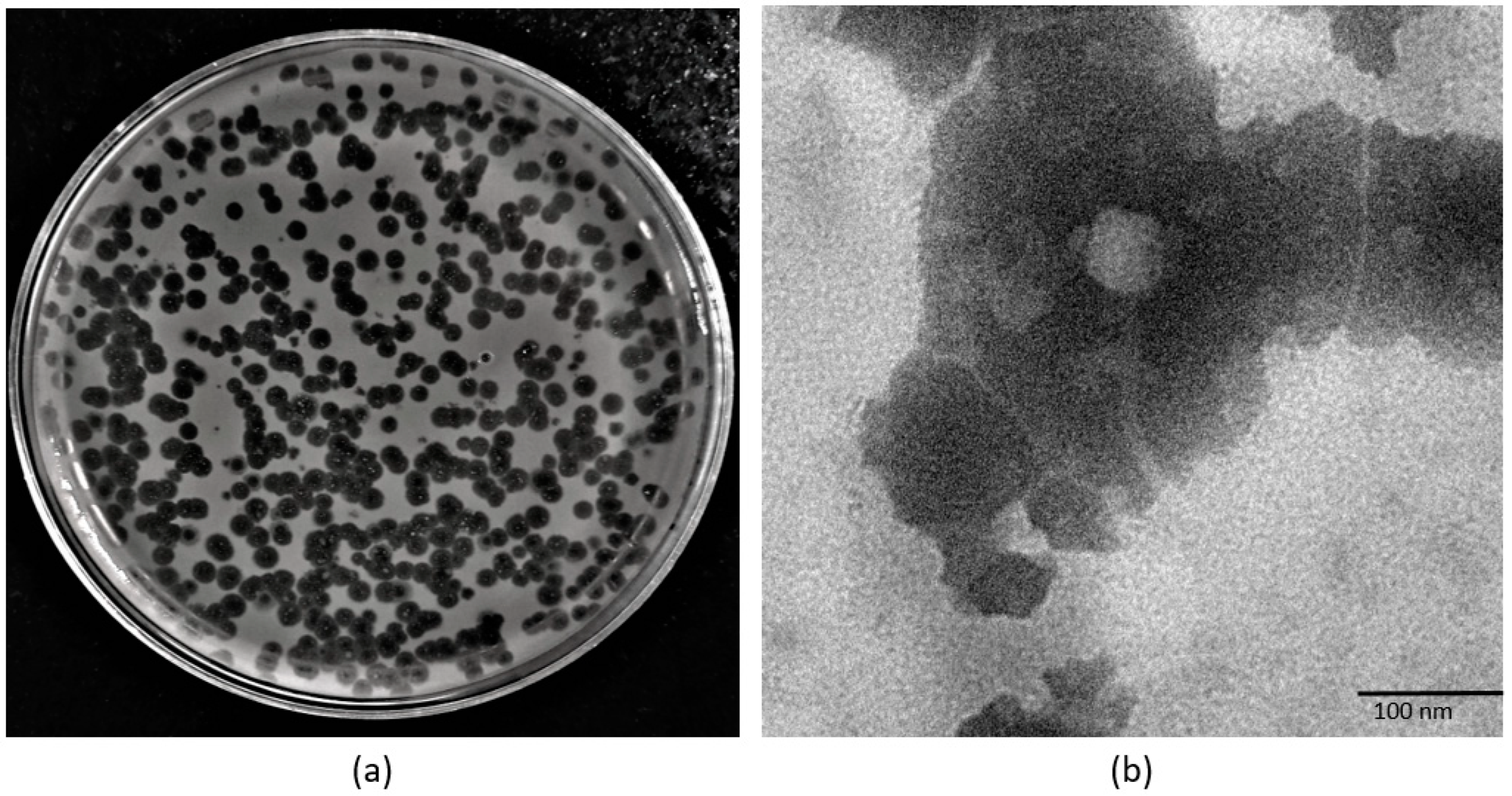 Pathogens 11 01448 g004 Pathogens 11 01448 g004