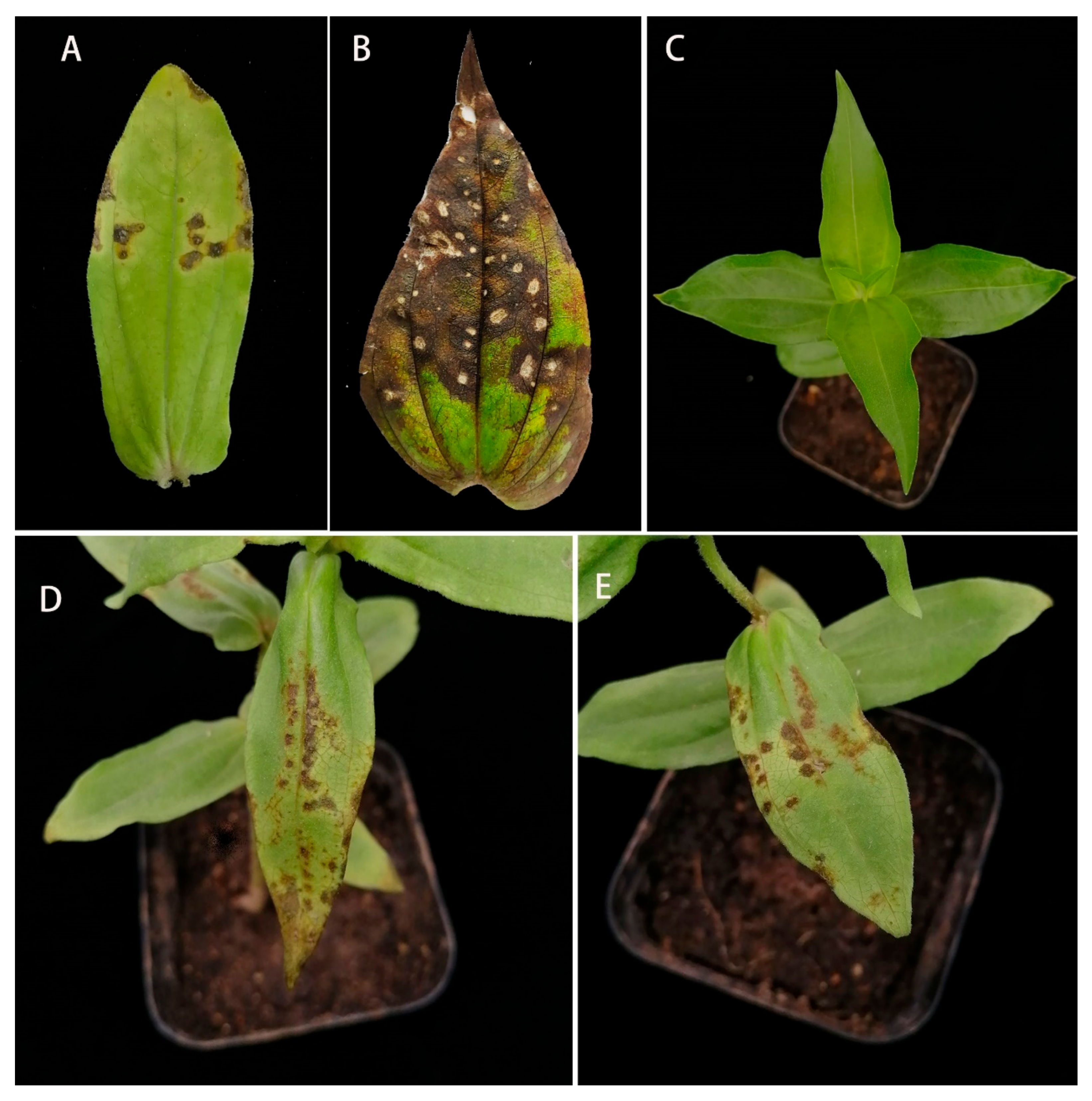 Pathogens 11 01454 g001 Pathogens 11 01454 g001