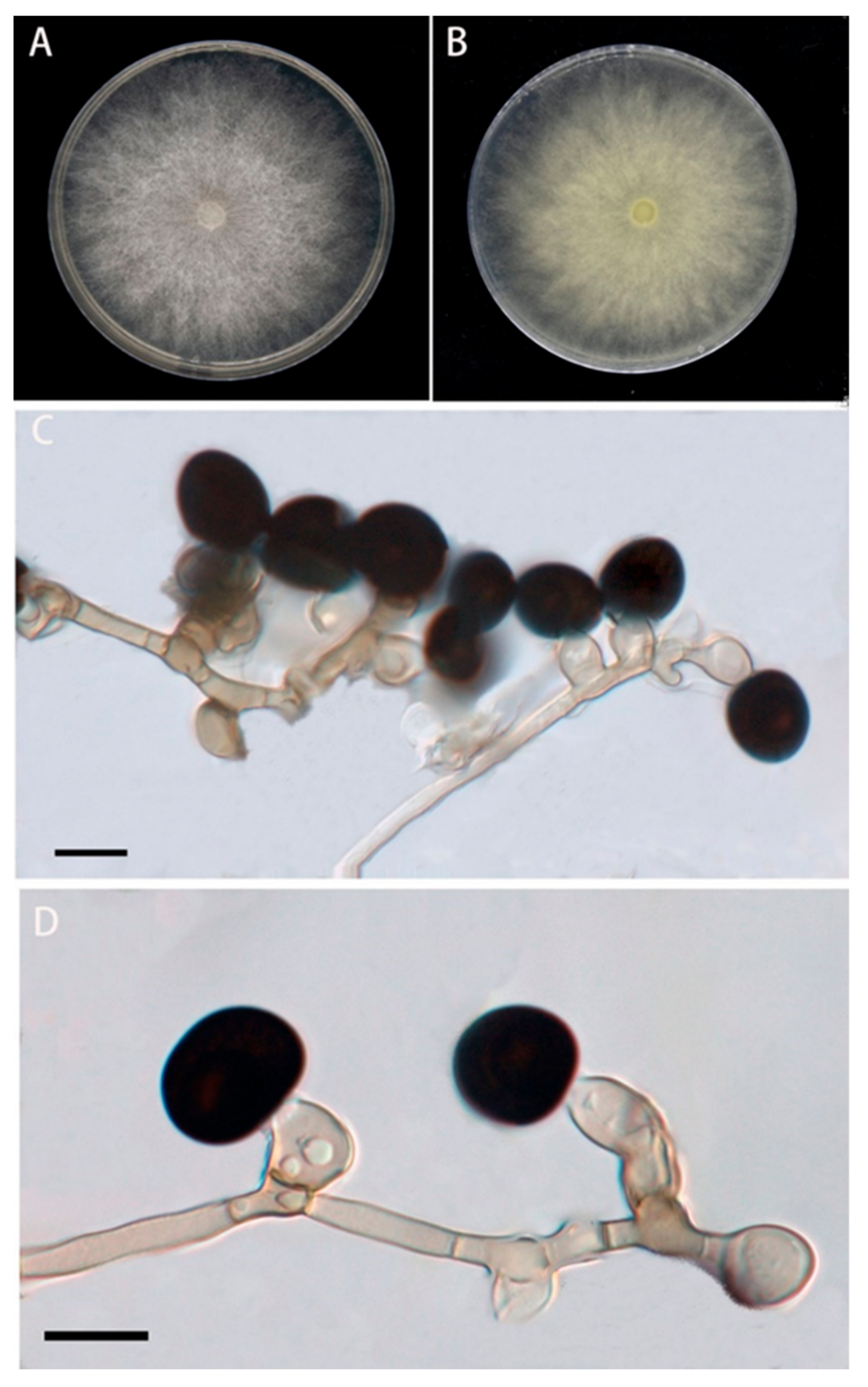Pathogens 11 01454 g002 Pathogens 11 01454 g002