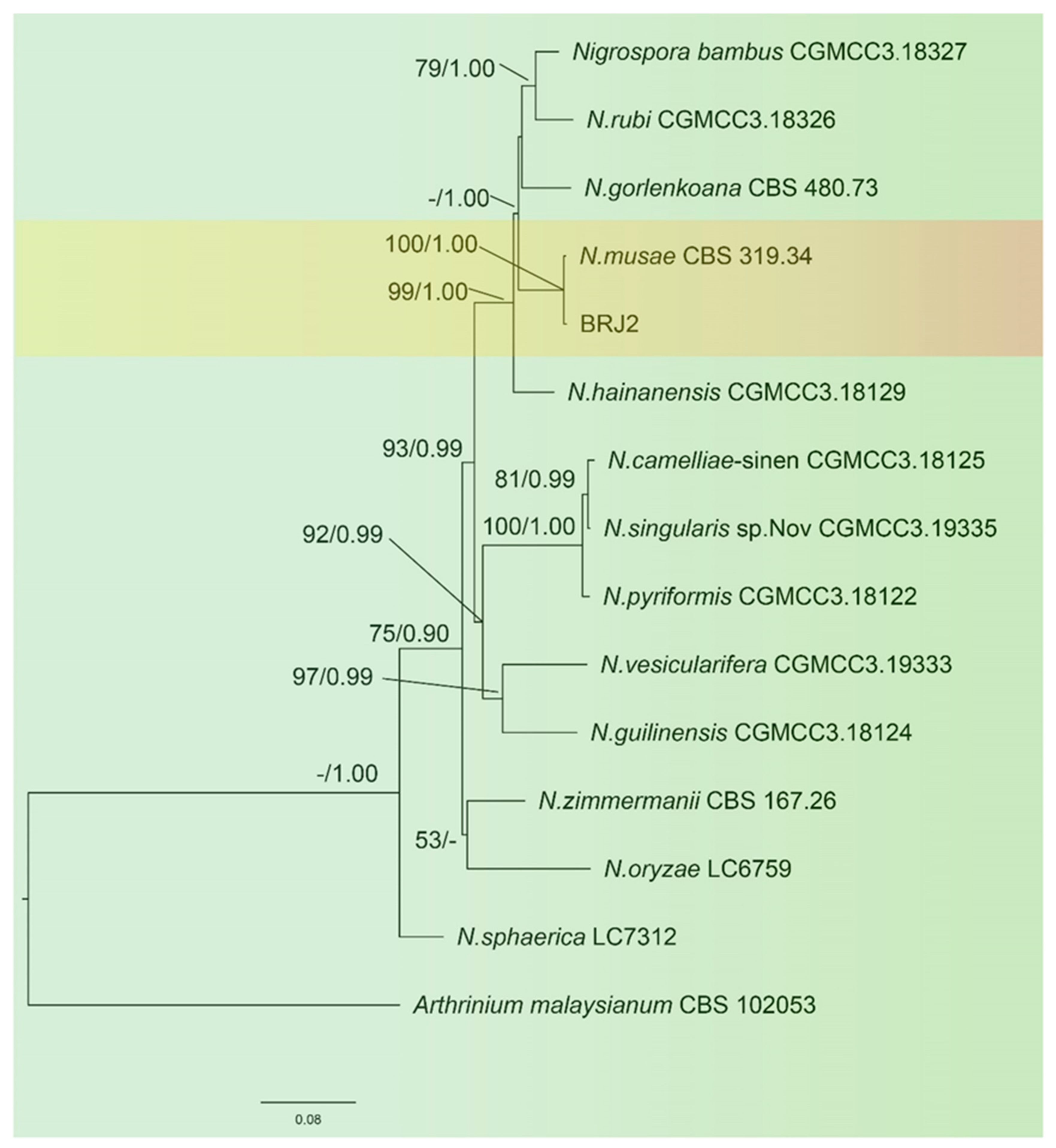 Pathogens 11 01454 g003 Pathogens 11 01454 g003
