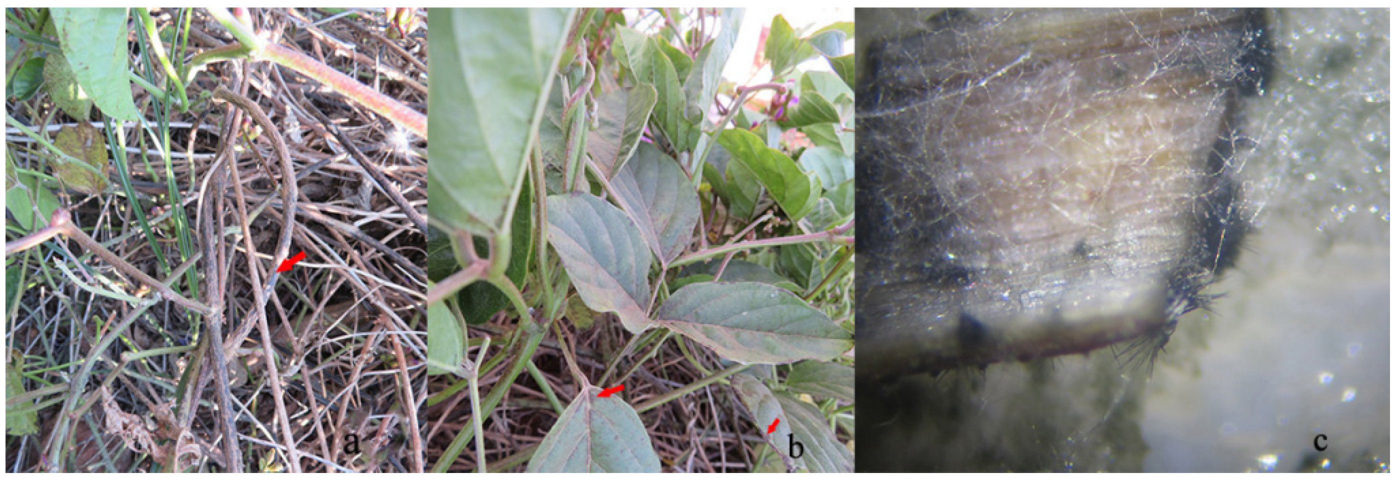 Pathogens 11 01463 g001