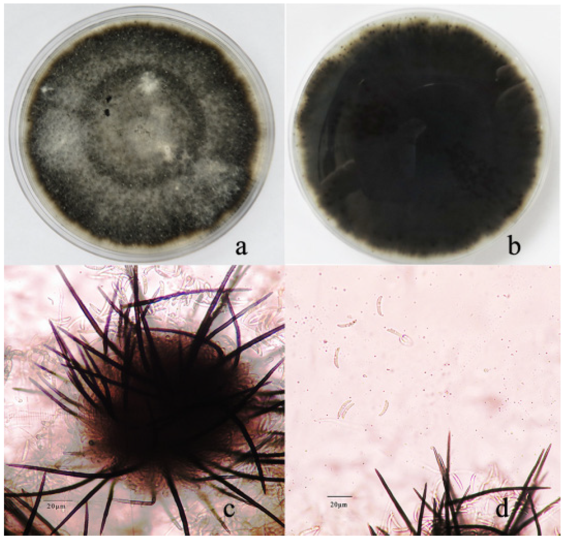 Pathogens 11 01463 g002