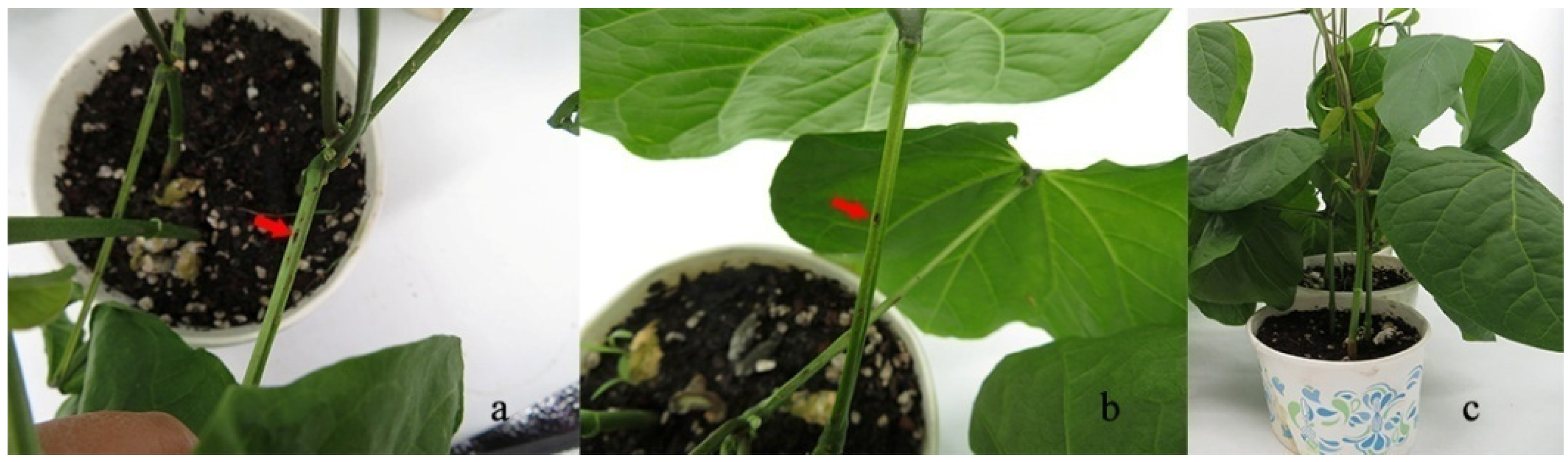 Pathogens 11 01463 g004