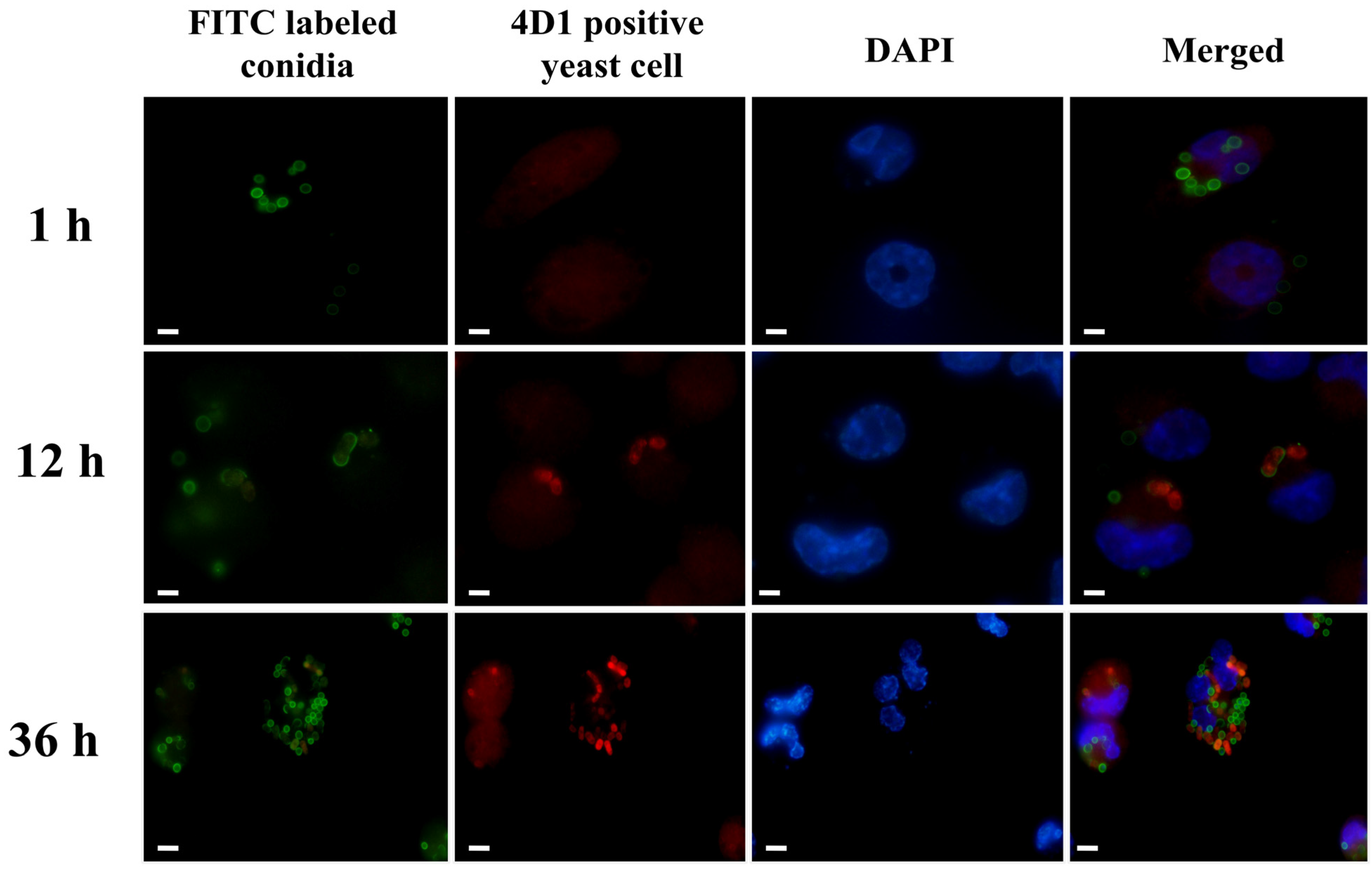 Pathogens 11 01465 g001
