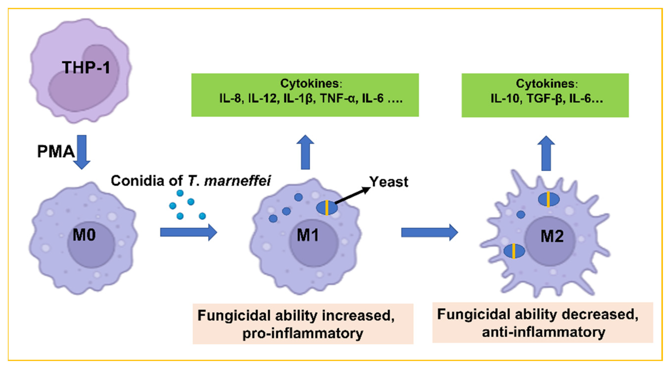Pathogens 11 01465 g007