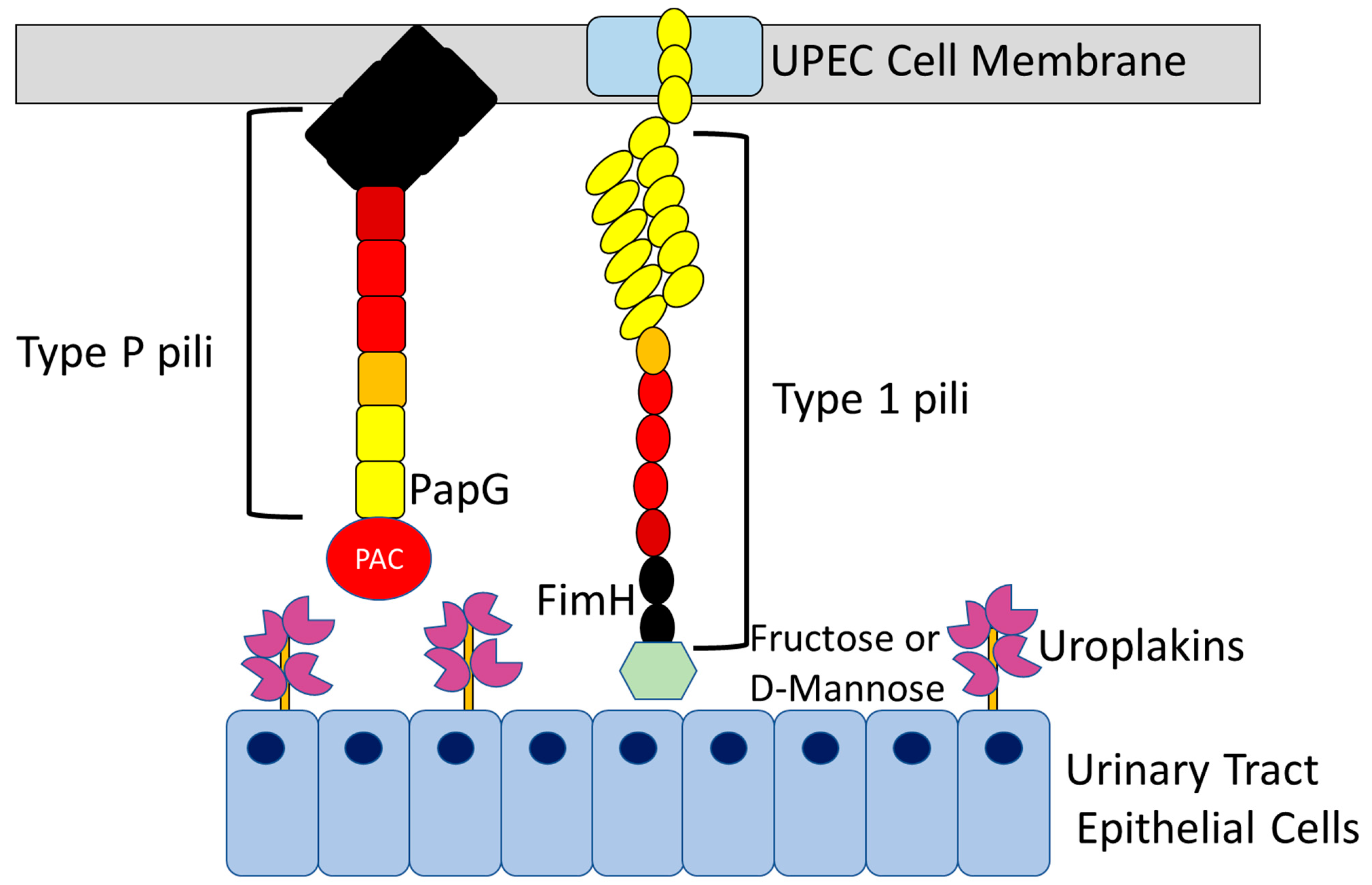 Pathogens 11 01471 g003 Pathogens 11 01471 g003