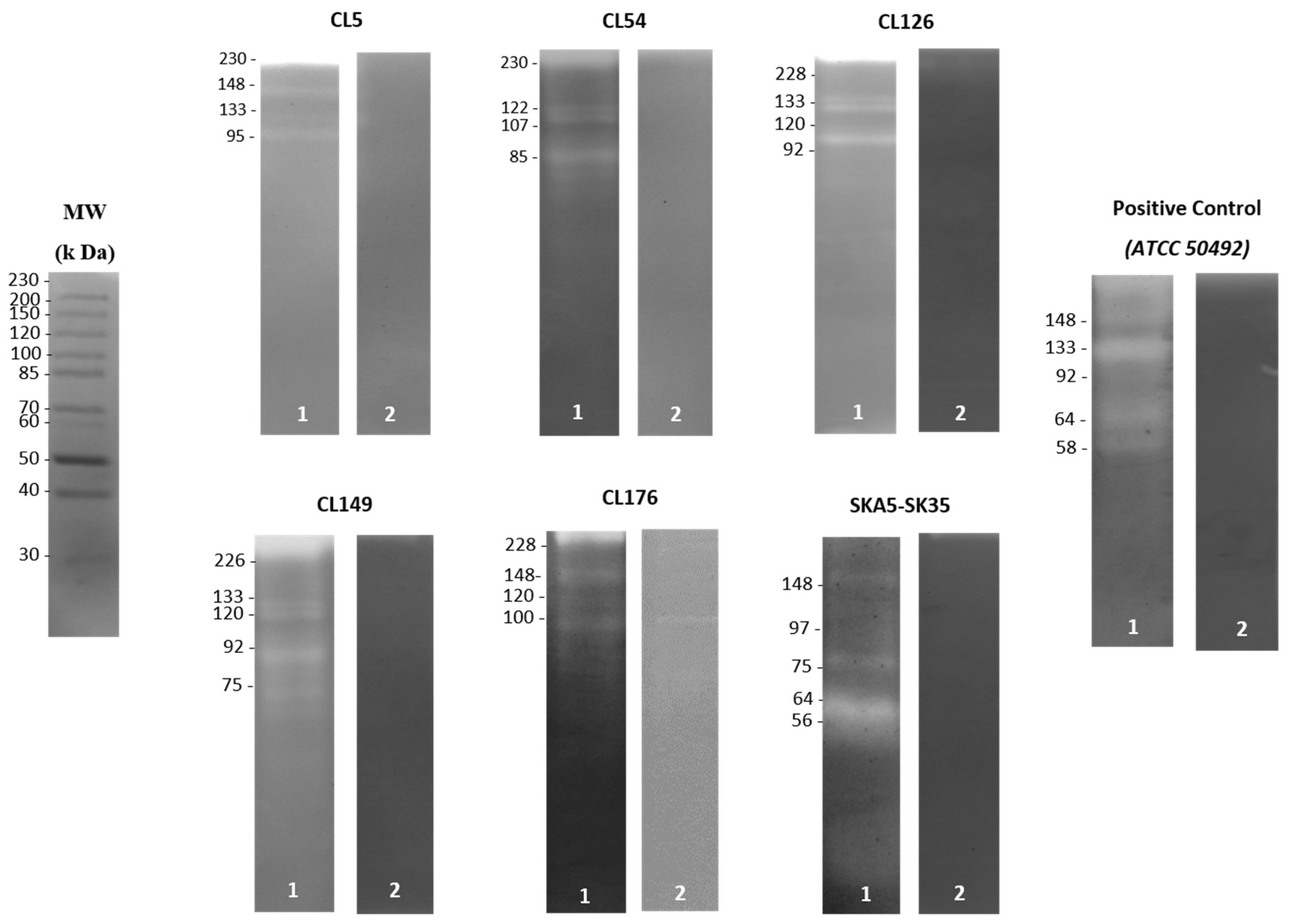Pathogens 11 01474 g001