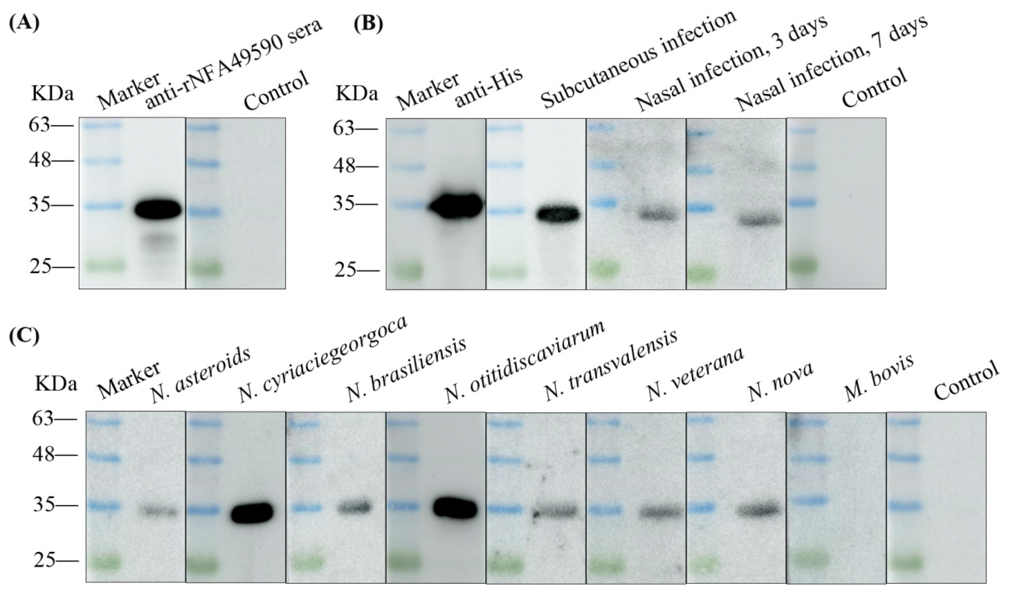 Pathogens 11 01488 g002