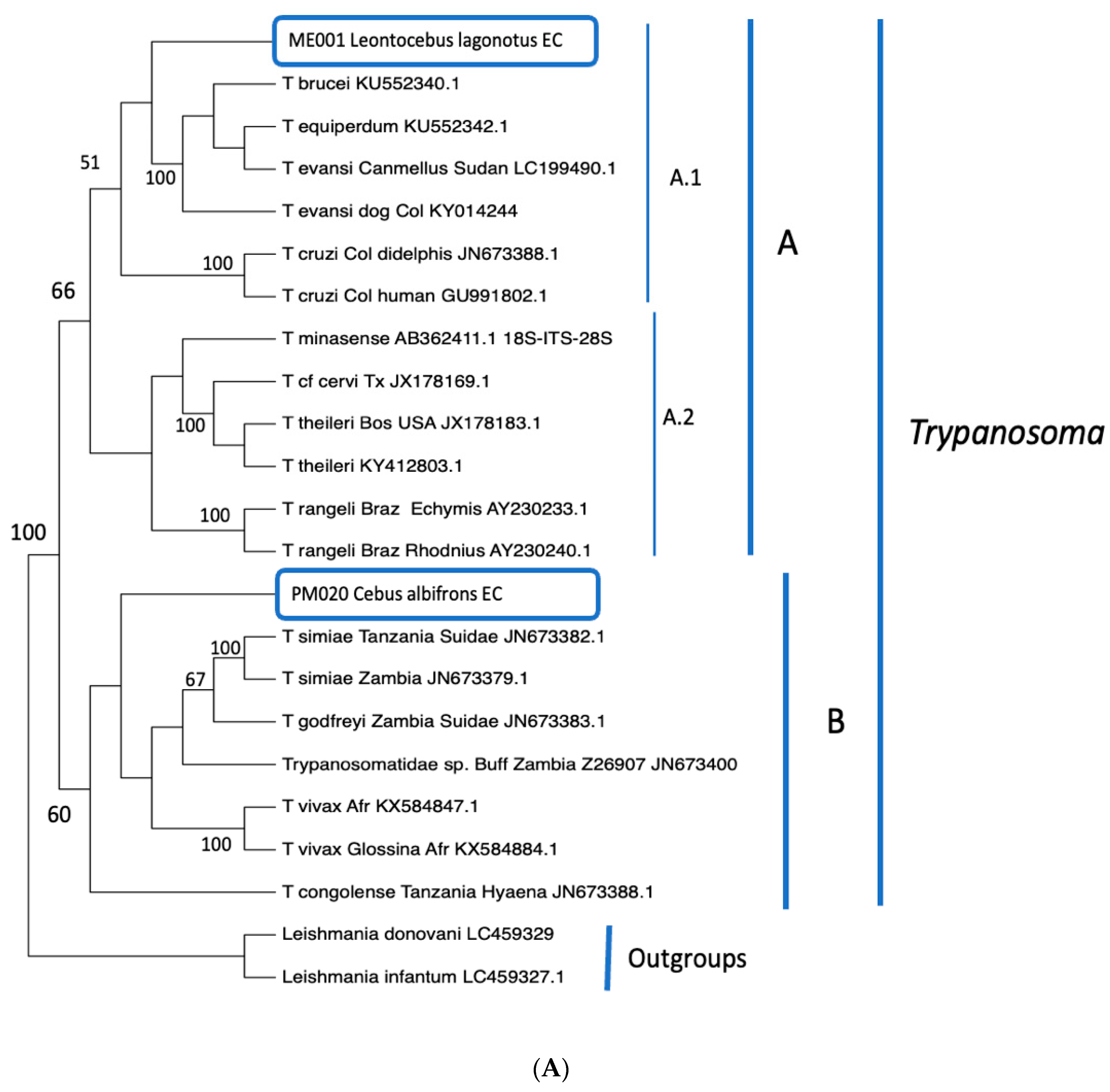 Pathogens 11 01490 g002a Pathogens 11 01490 g002a