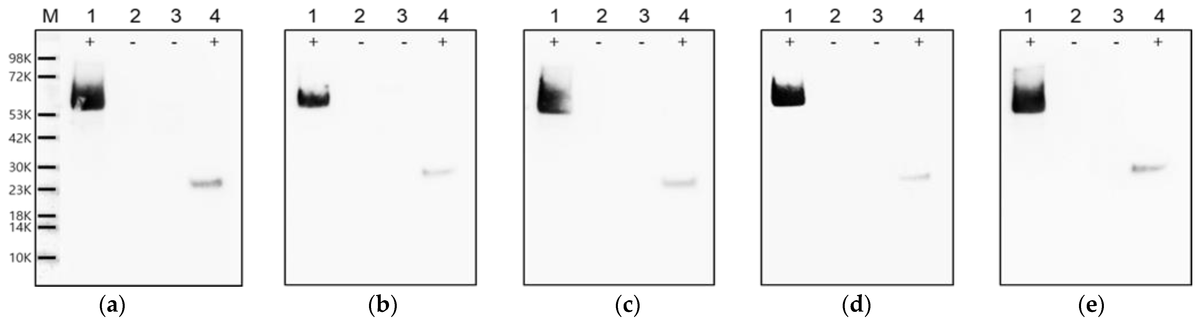 Pathogens 11 01493 g003