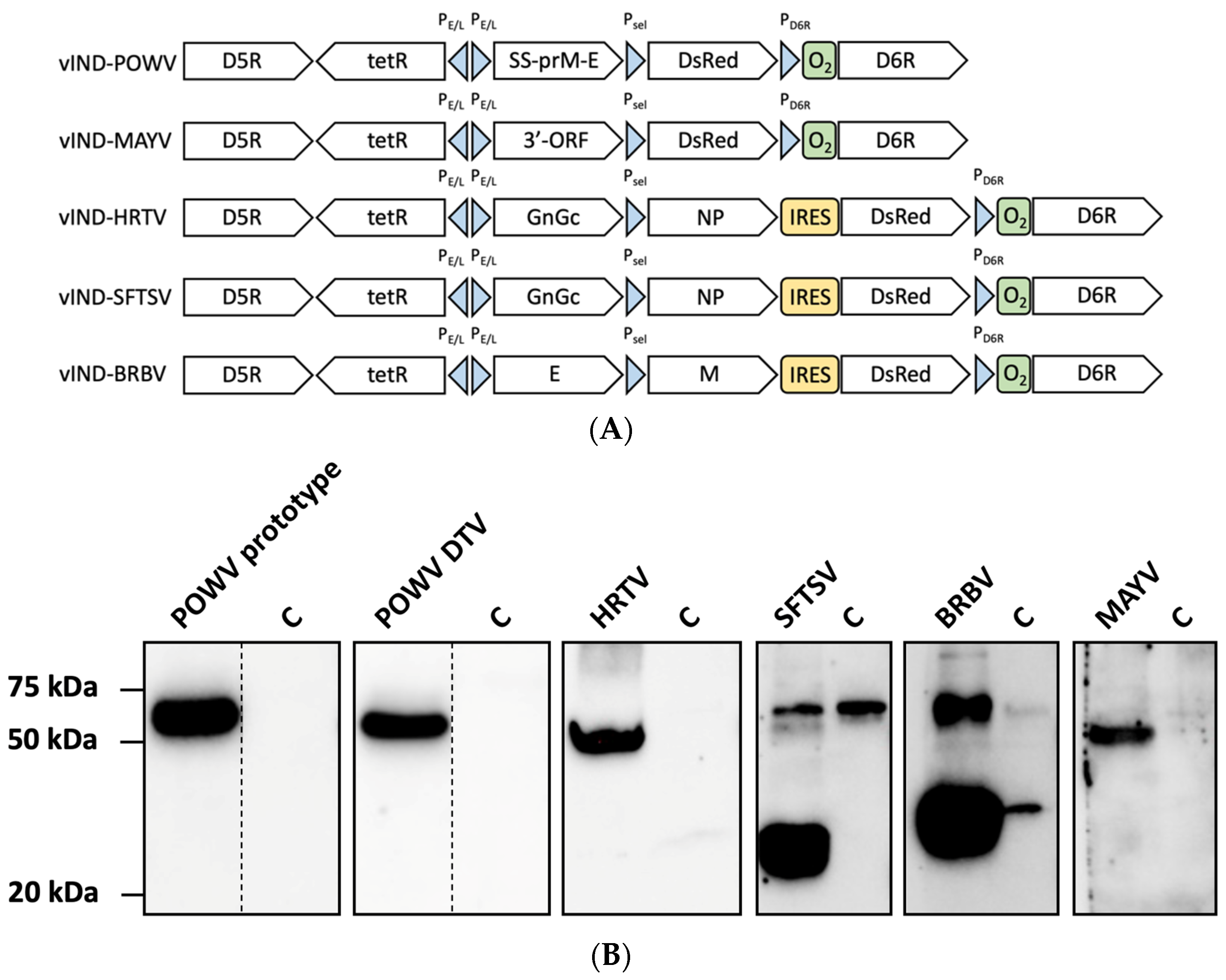 Pathogens 11 01505 g002
