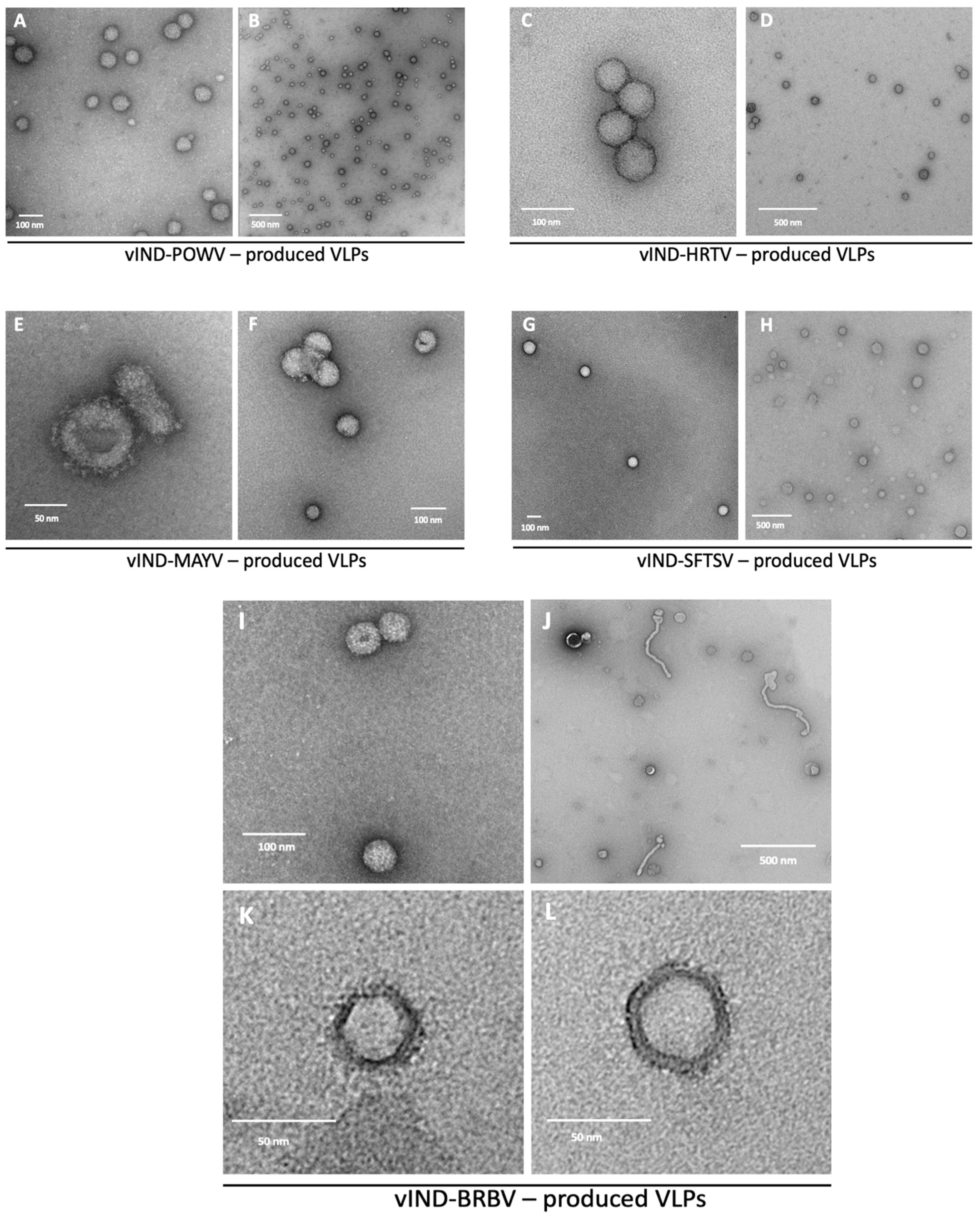 Pathogens 11 01505 g003