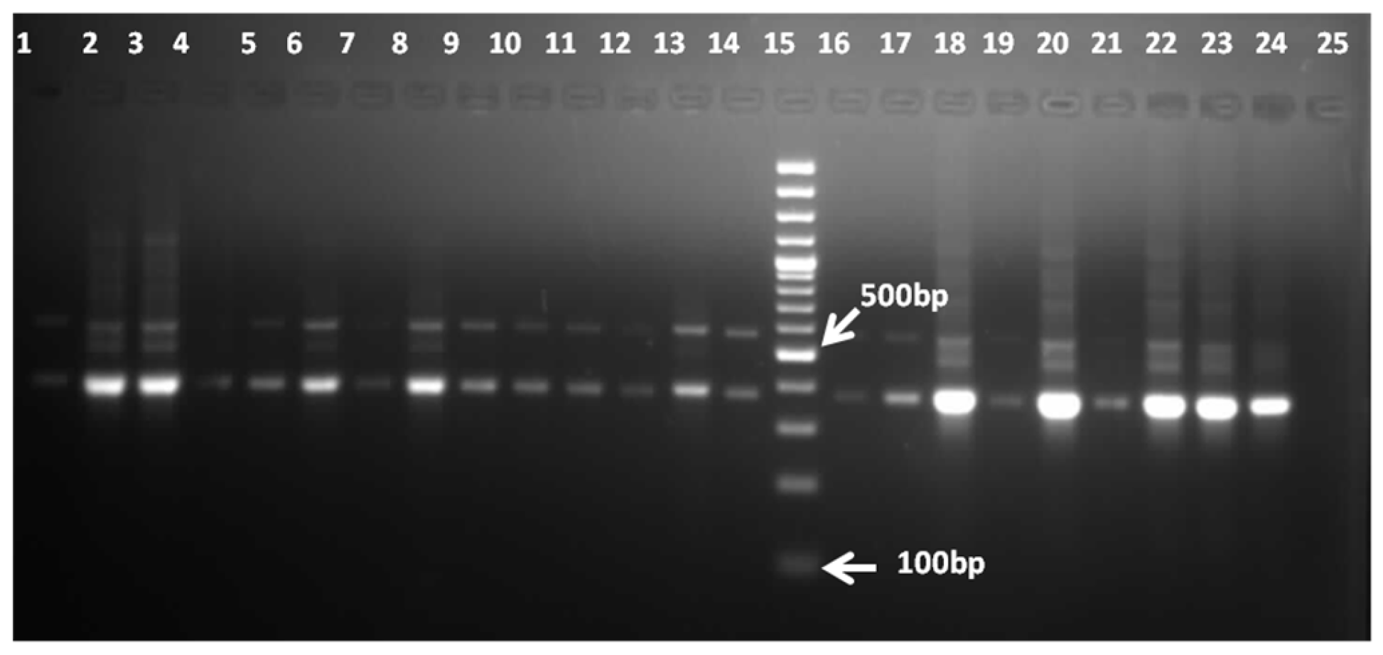 Pathogens 11 01509 g001 Pathogens 11 01509 g001