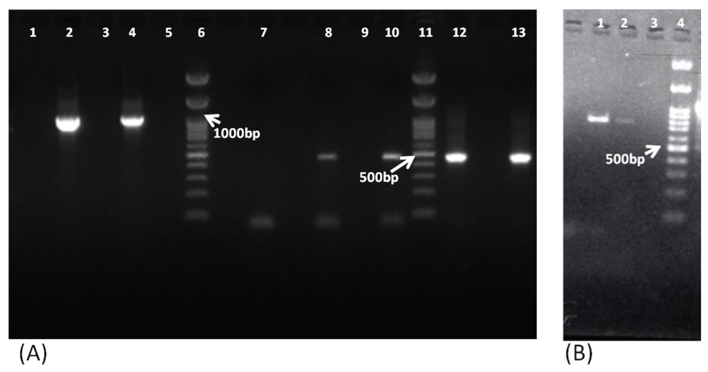 Pathogens 11 01509 g002 Pathogens 11 01509 g002