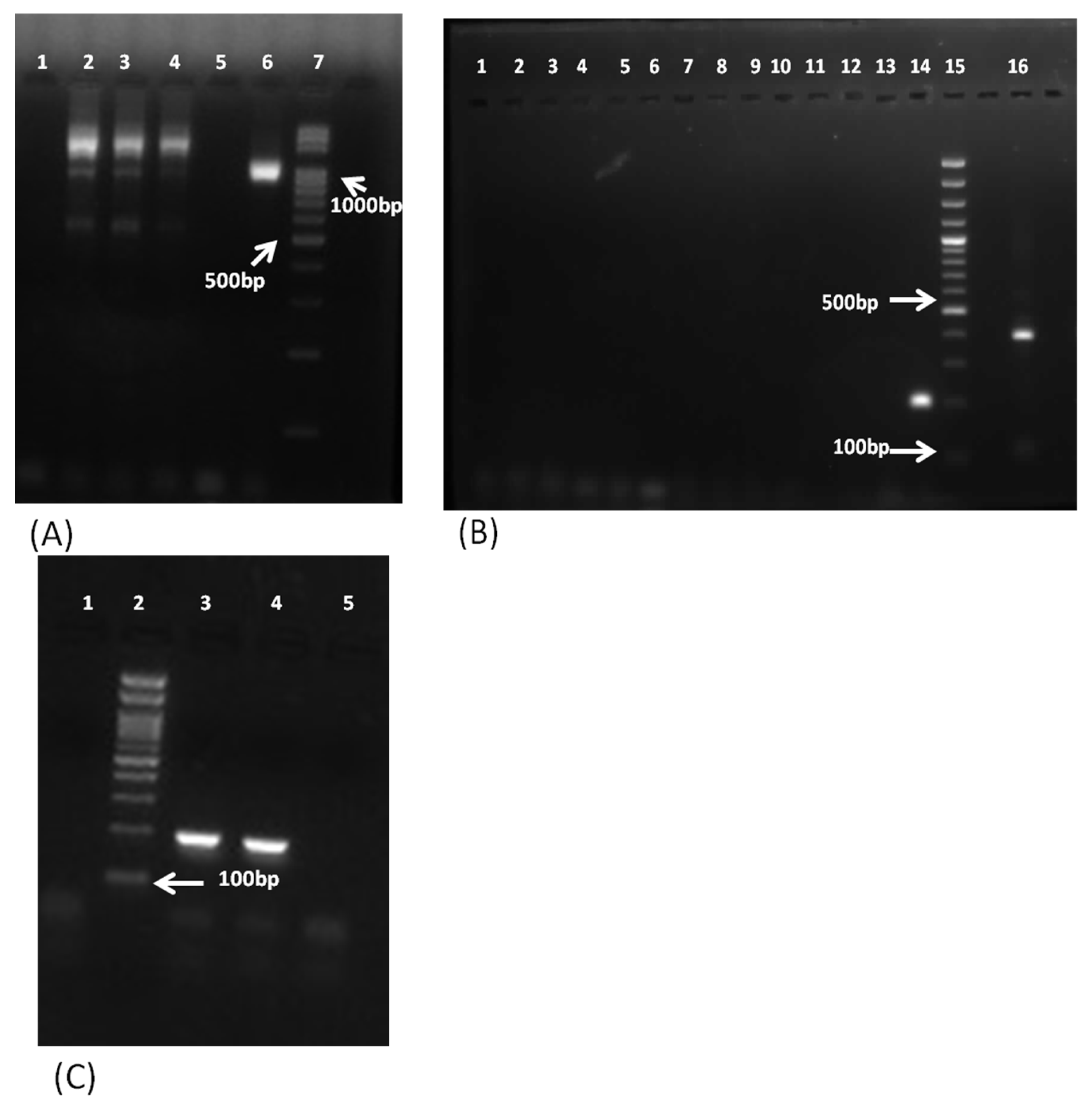 Pathogens 11 01509 g003 Pathogens 11 01509 g003