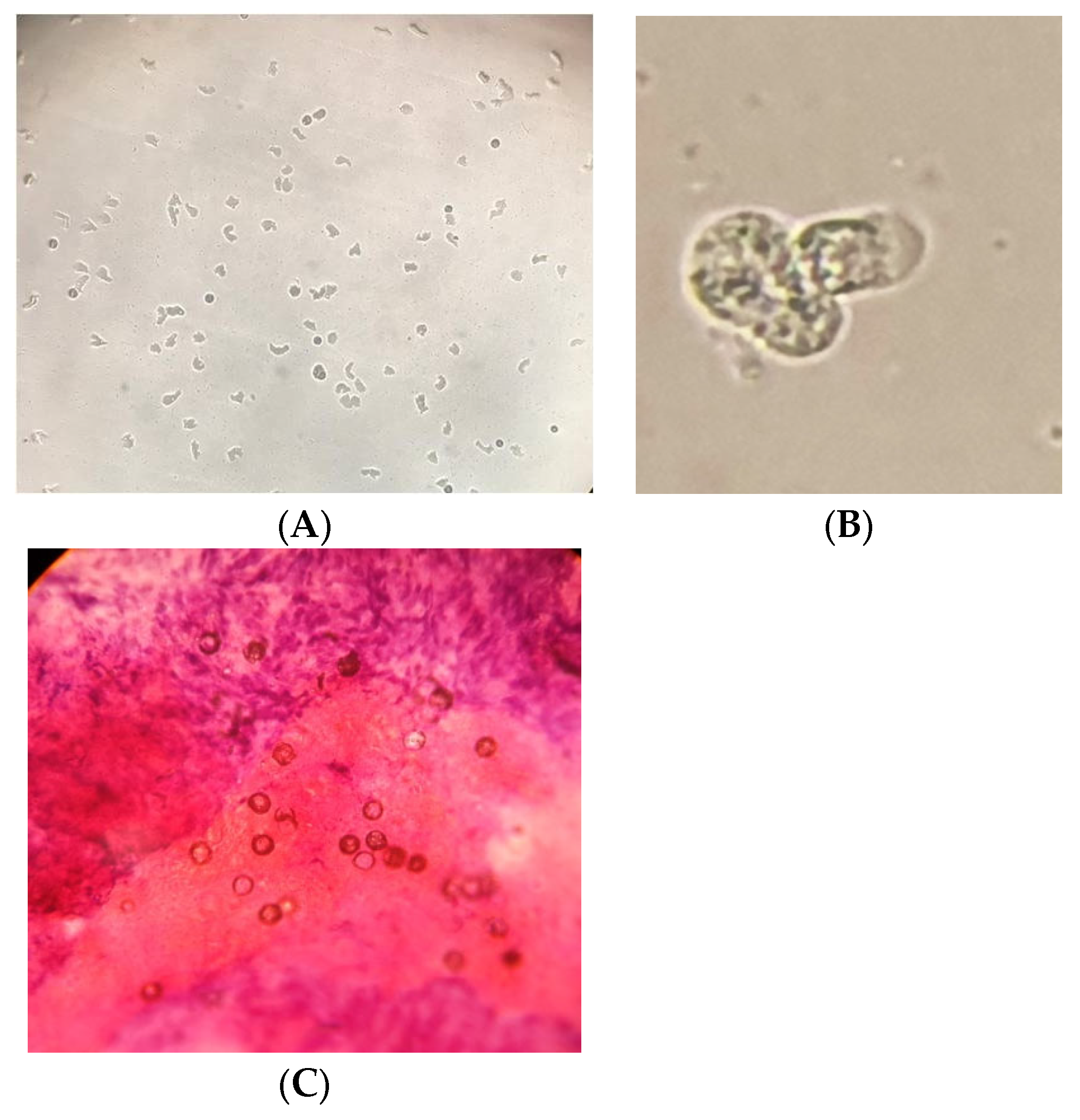 Pathogens 11 01509 g004 Pathogens 11 01509 g004