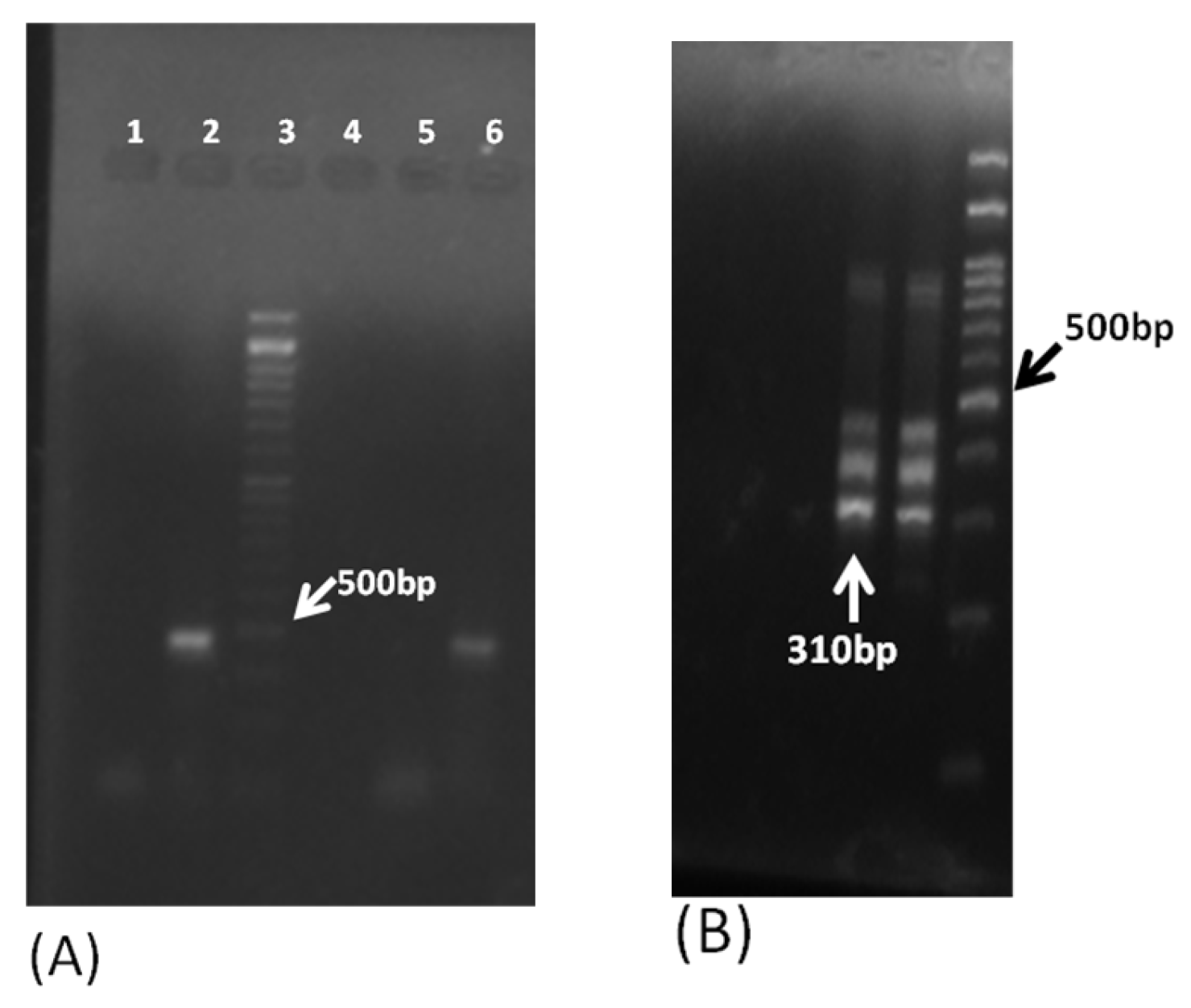 Pathogens 11 01509 g005 Pathogens 11 01509 g005