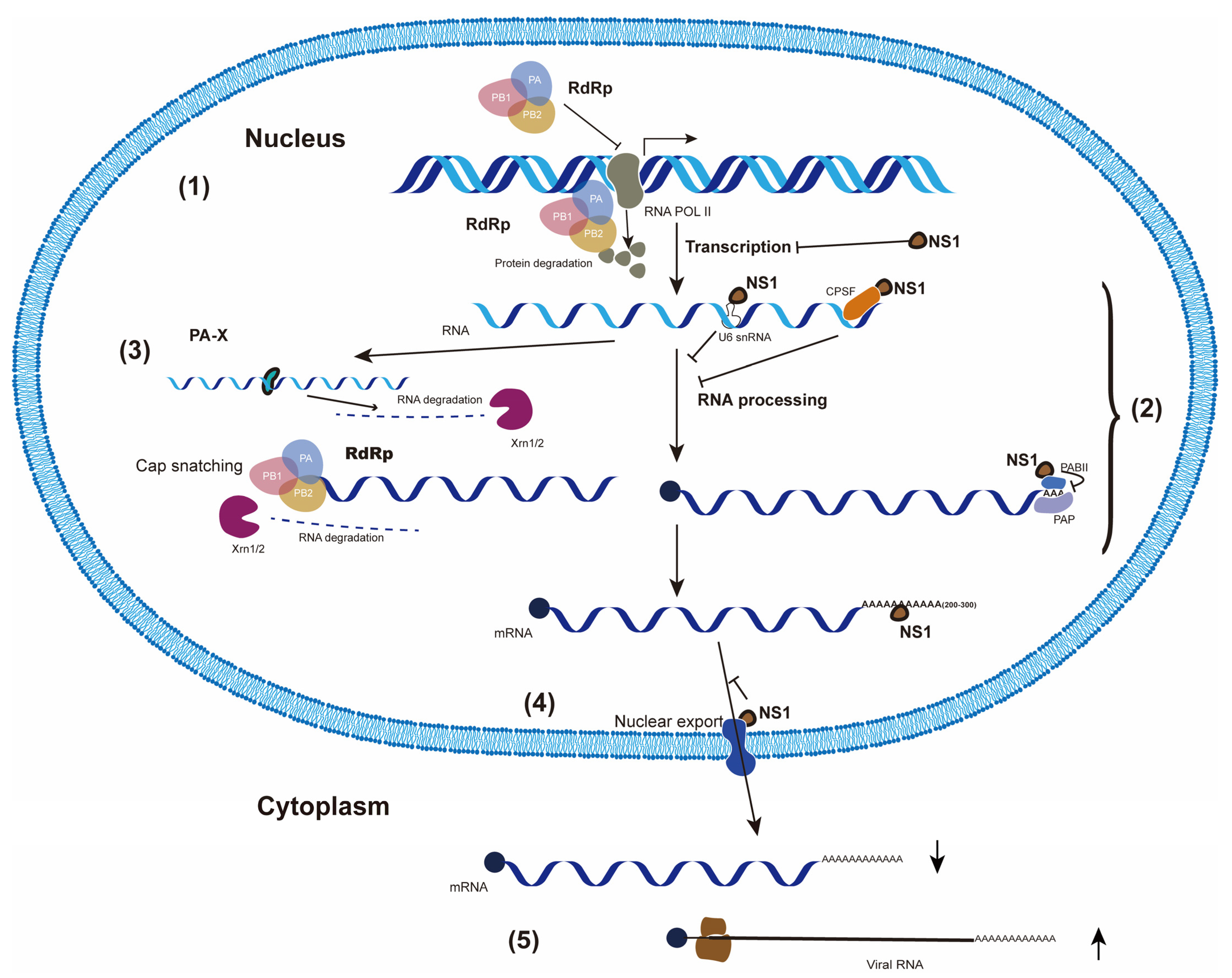 Pathogens 11 01521 g001