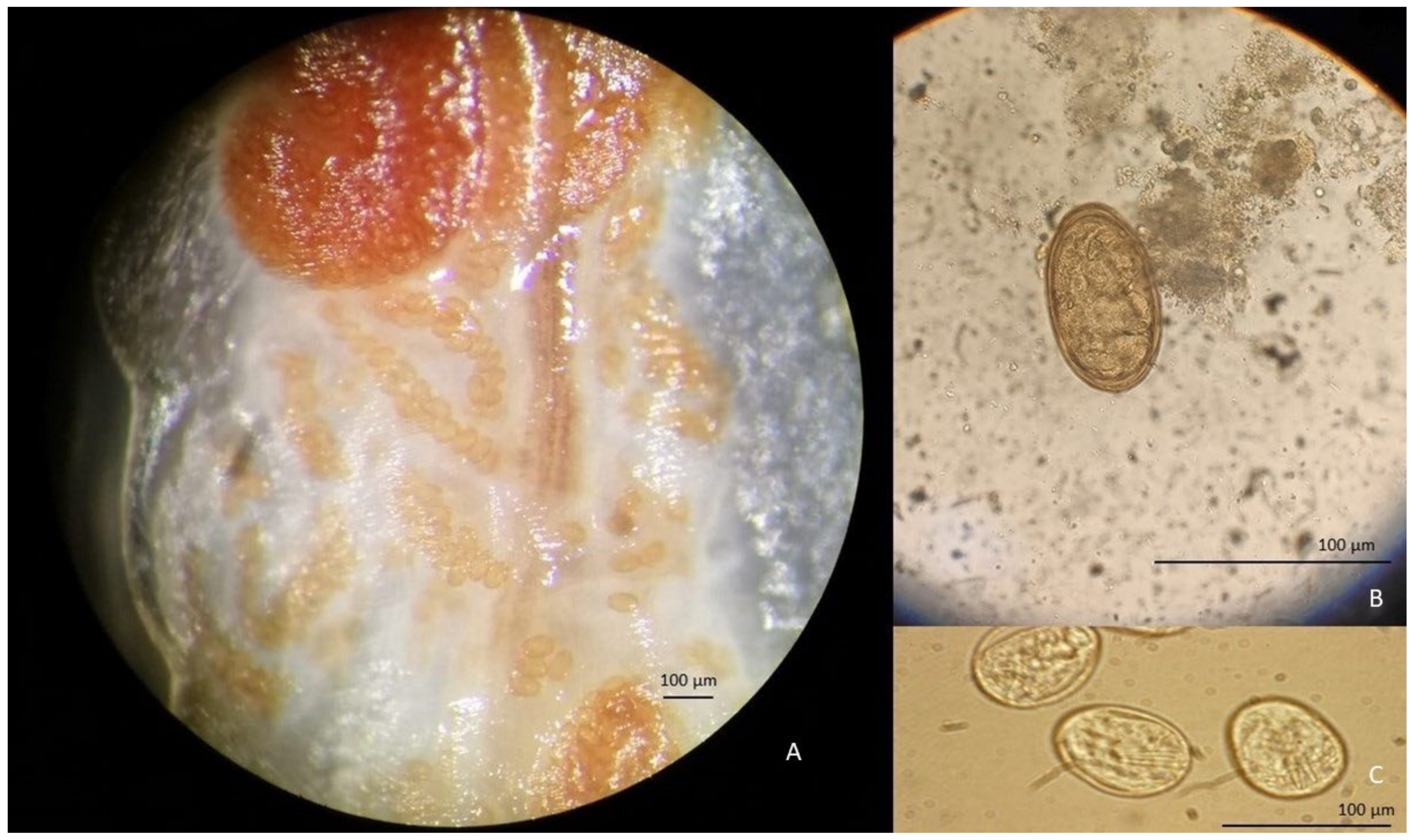 Pathogens 11 01523 g003 Pathogens 11 01523 g003