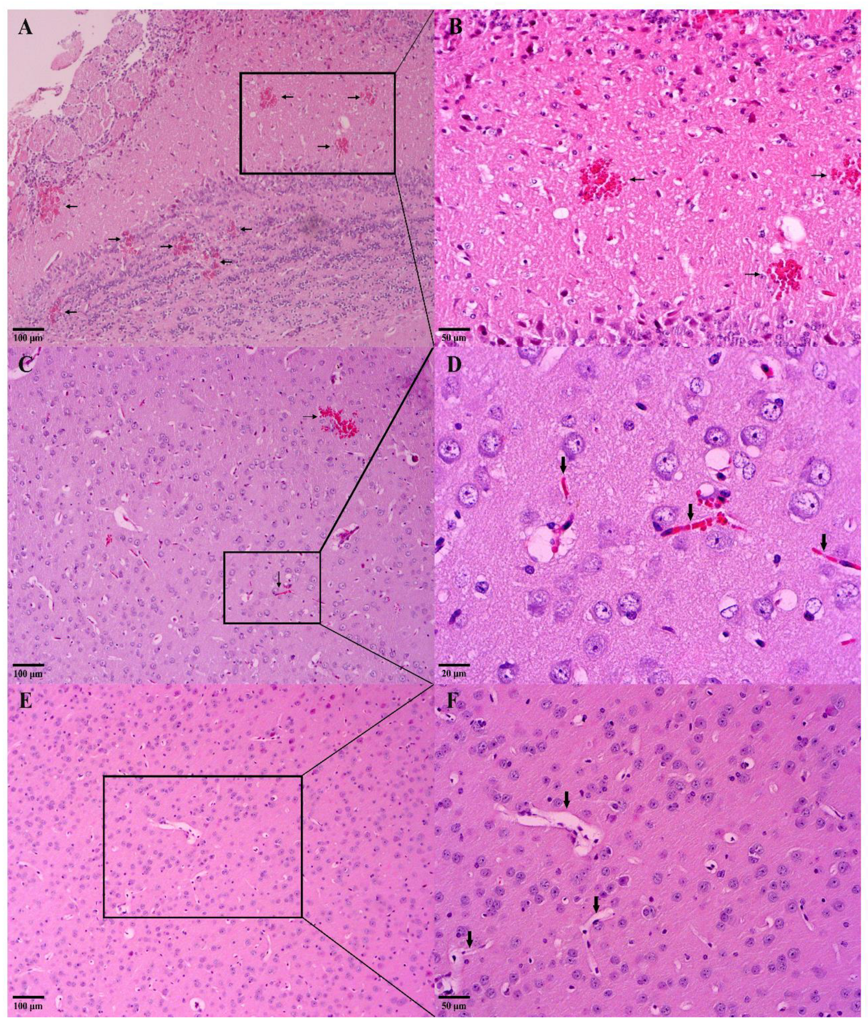 Pathogens 11 01529 g002