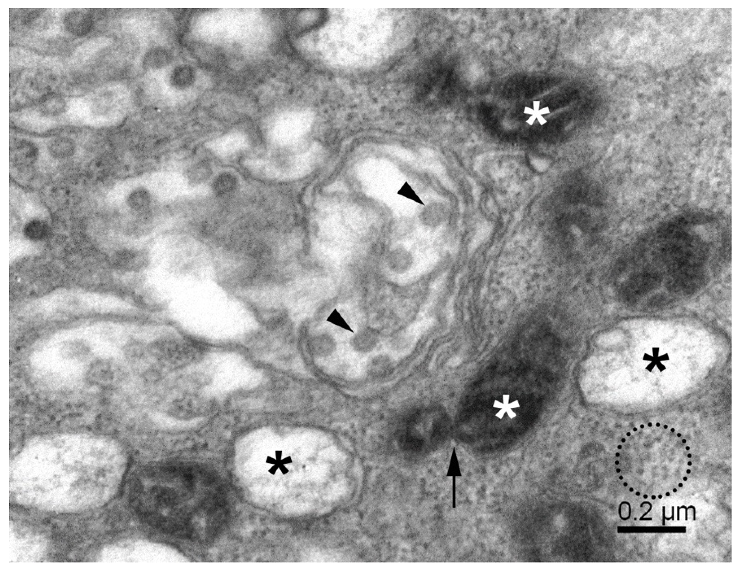 Pathogens 11 01535 g002