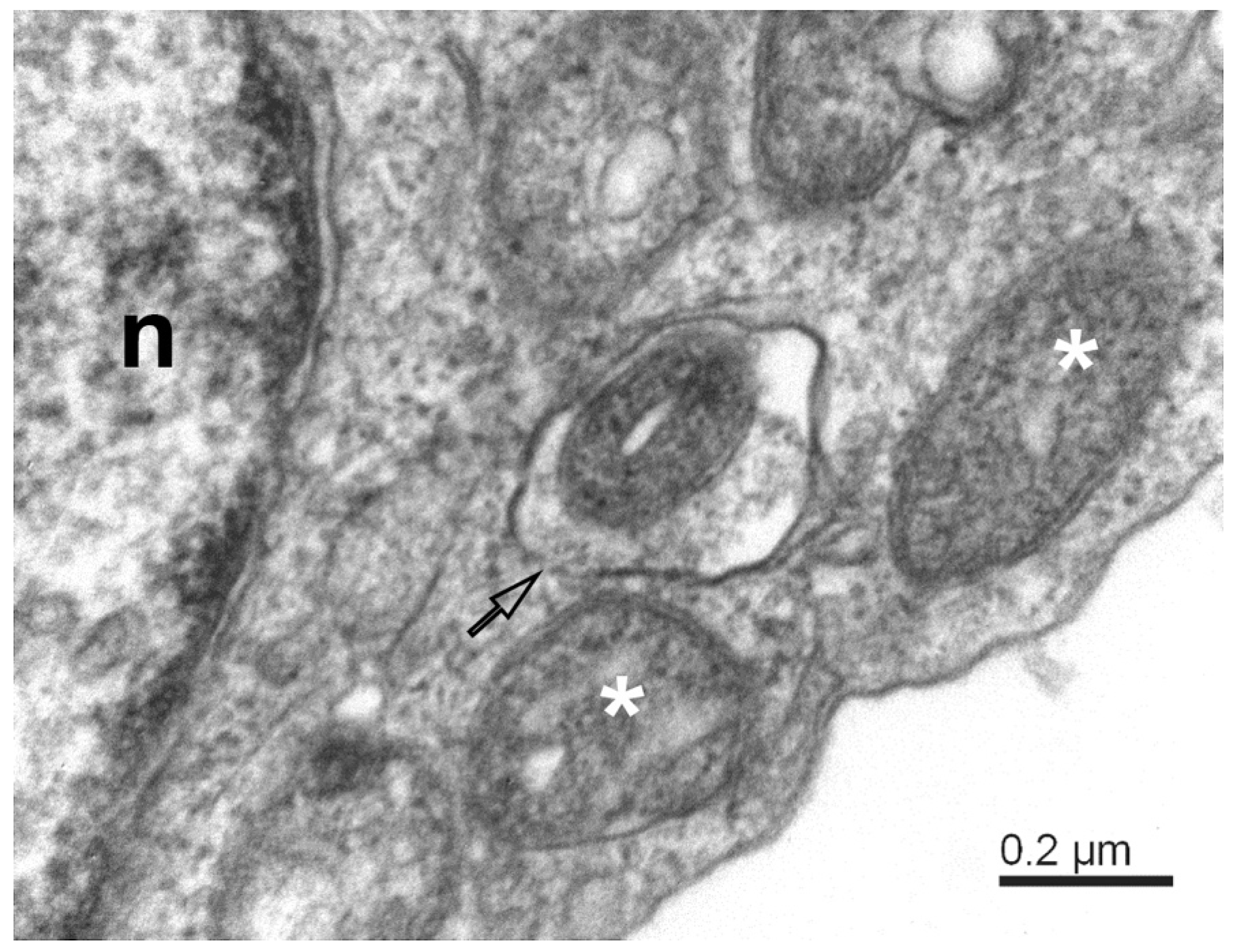 Pathogens 11 01535 g003